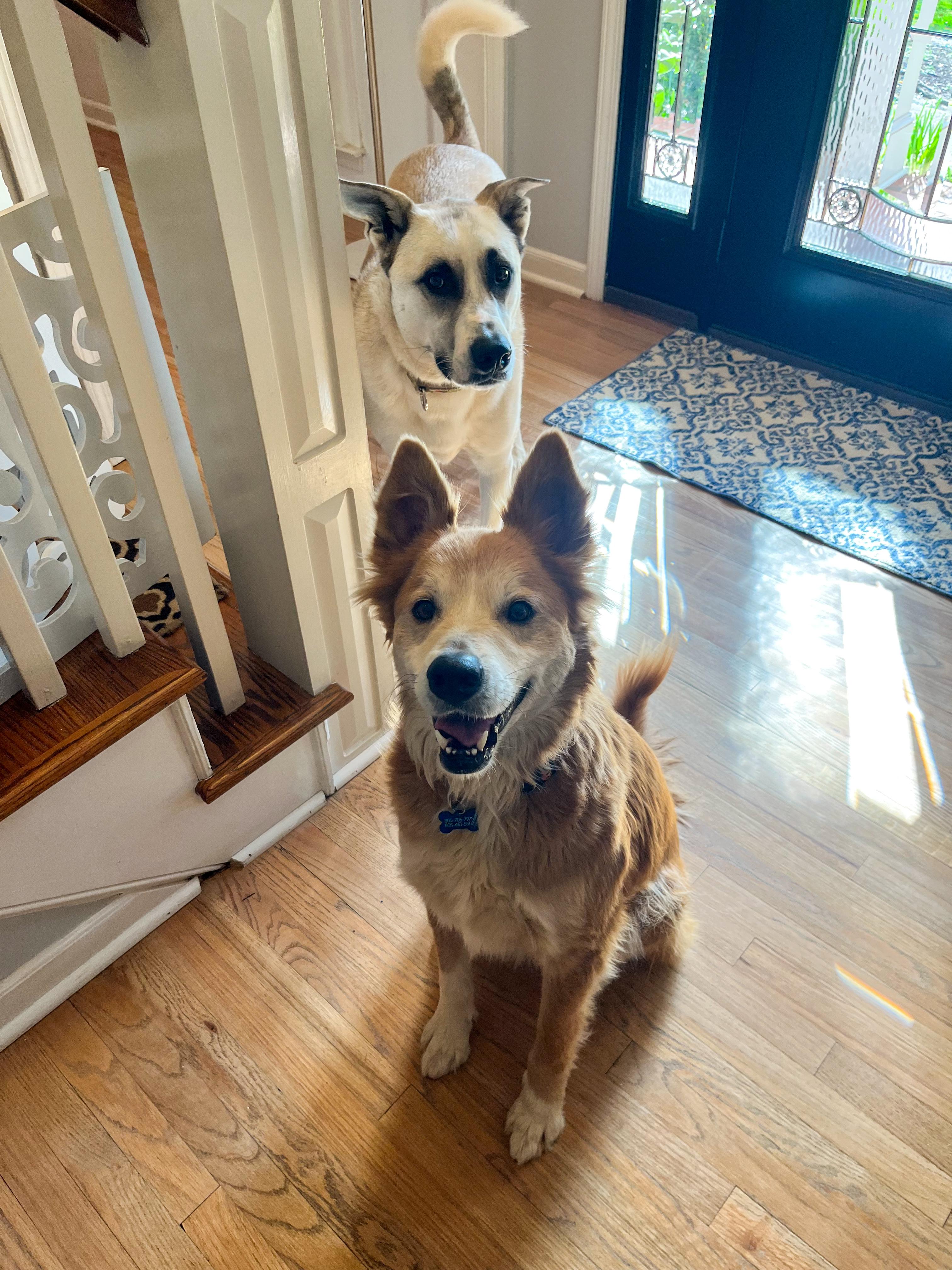 Enlarge Waffles, a ADOPTABLE Mixed Breed in Greer, SC image 4/5