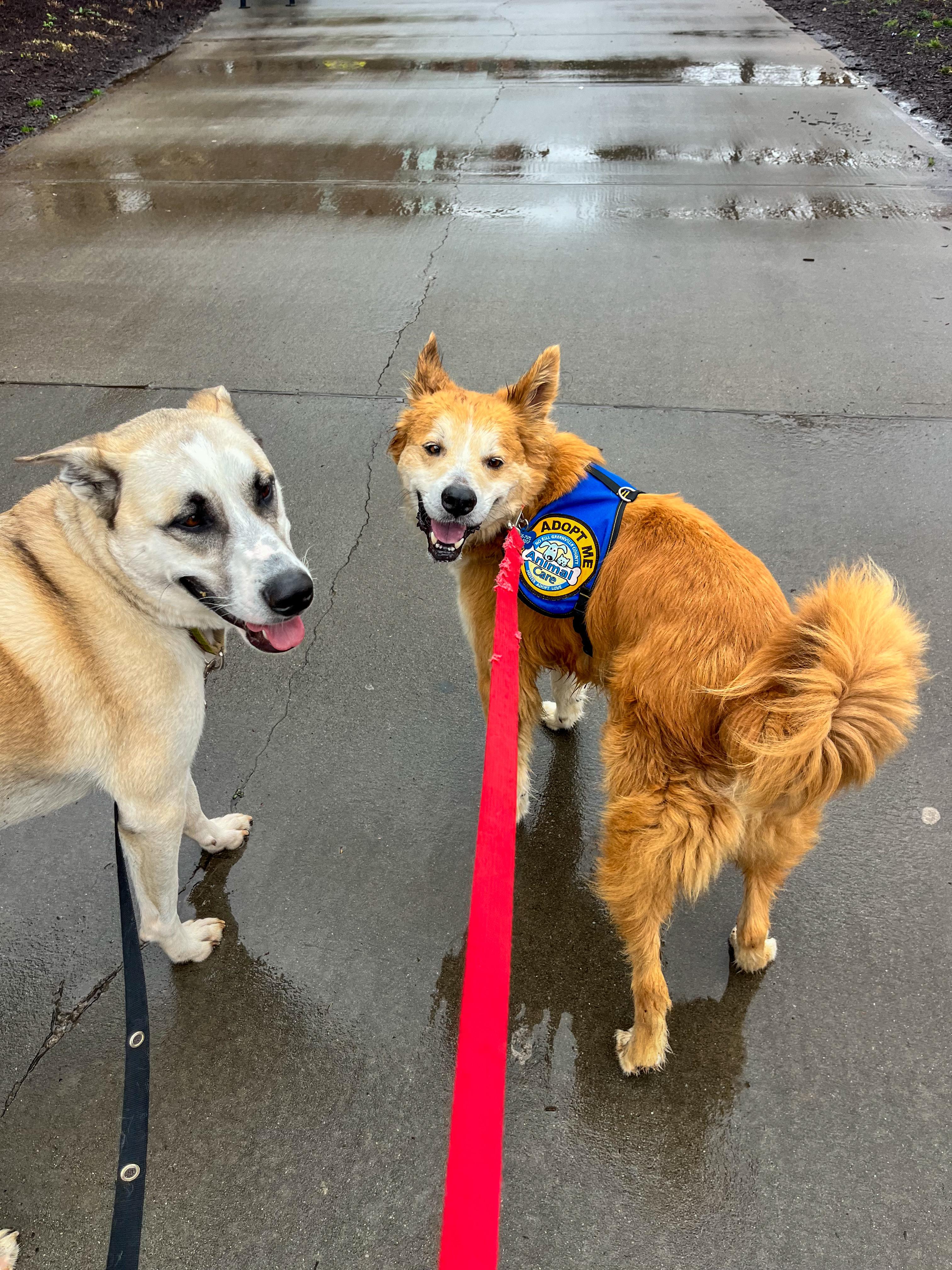 Enlarge Waffles, a ADOPTABLE Mixed Breed in Greer, SC image 5/5