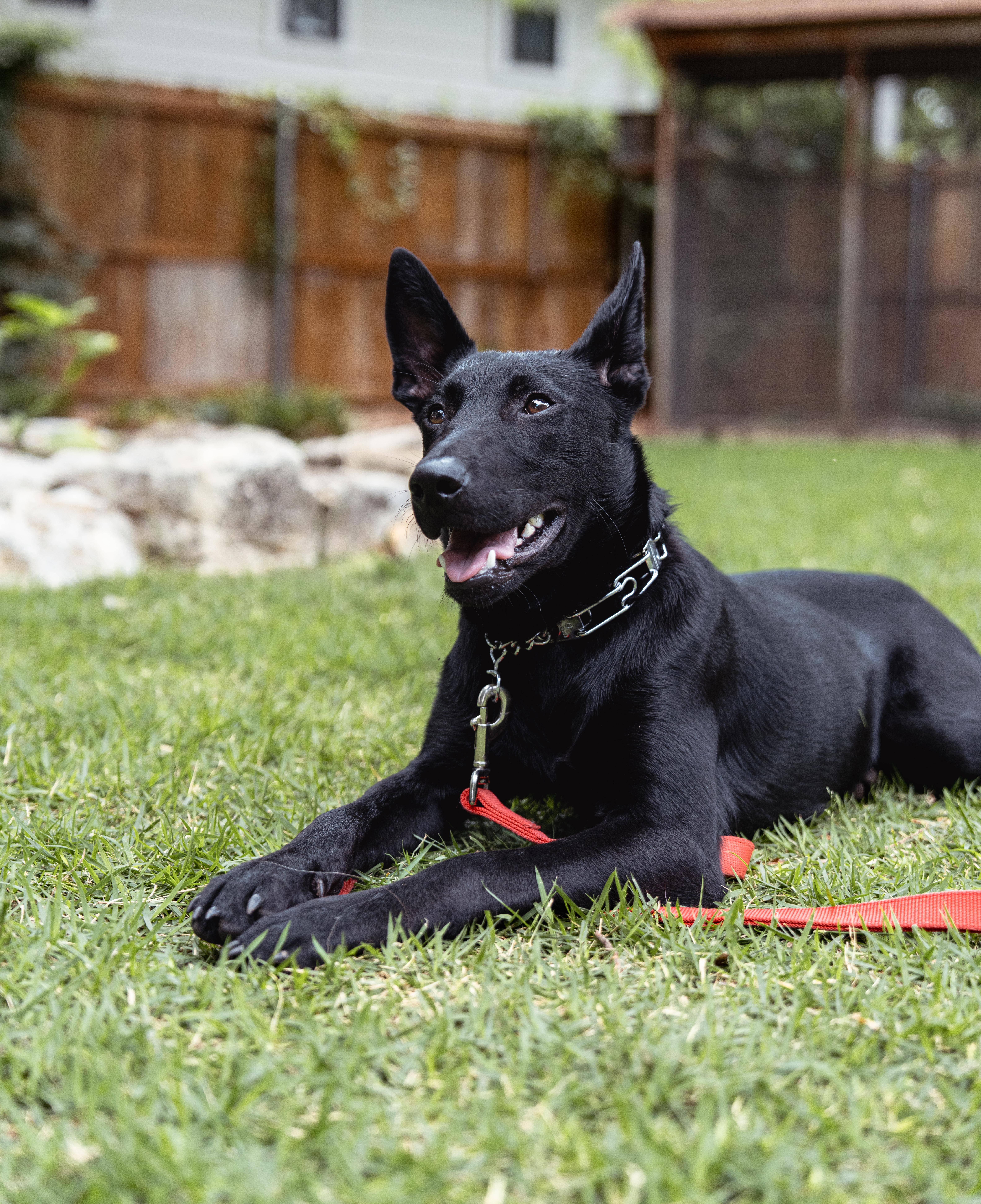 Enlarge Baxley, a Adopted mixed breed in Austin, TX image 2/5