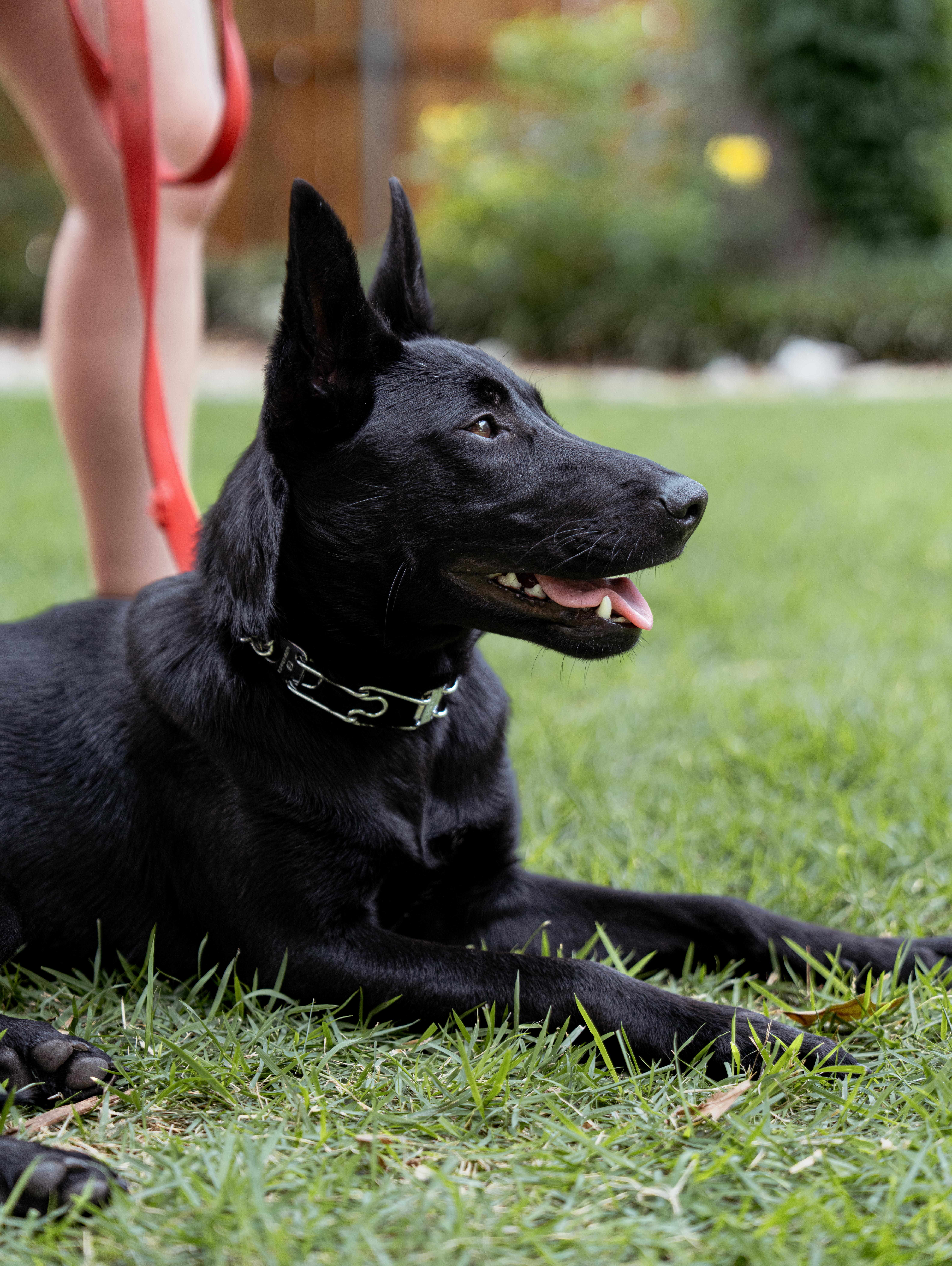 Enlarge Baxley, a Adopted mixed breed in Austin, TX image 1/5