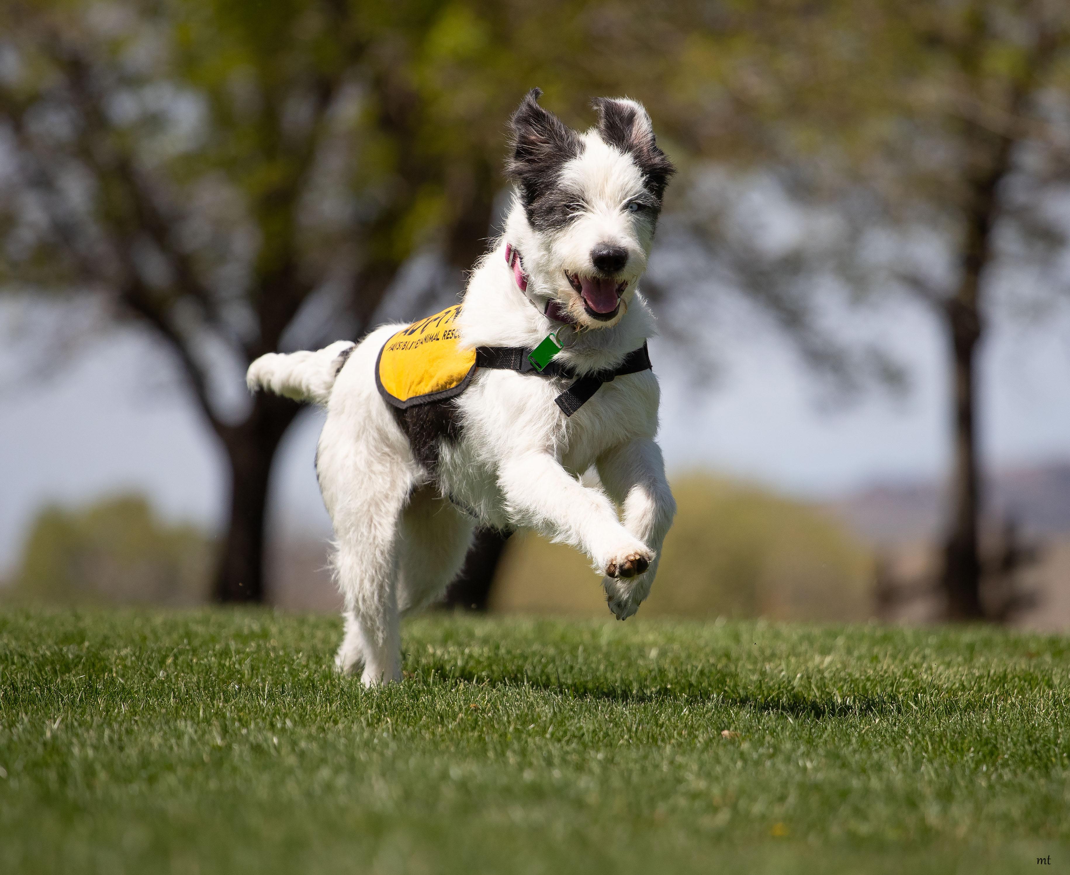Enlarge Bell, an adopted mixed breed in Washoe Valley, NV image 3/6