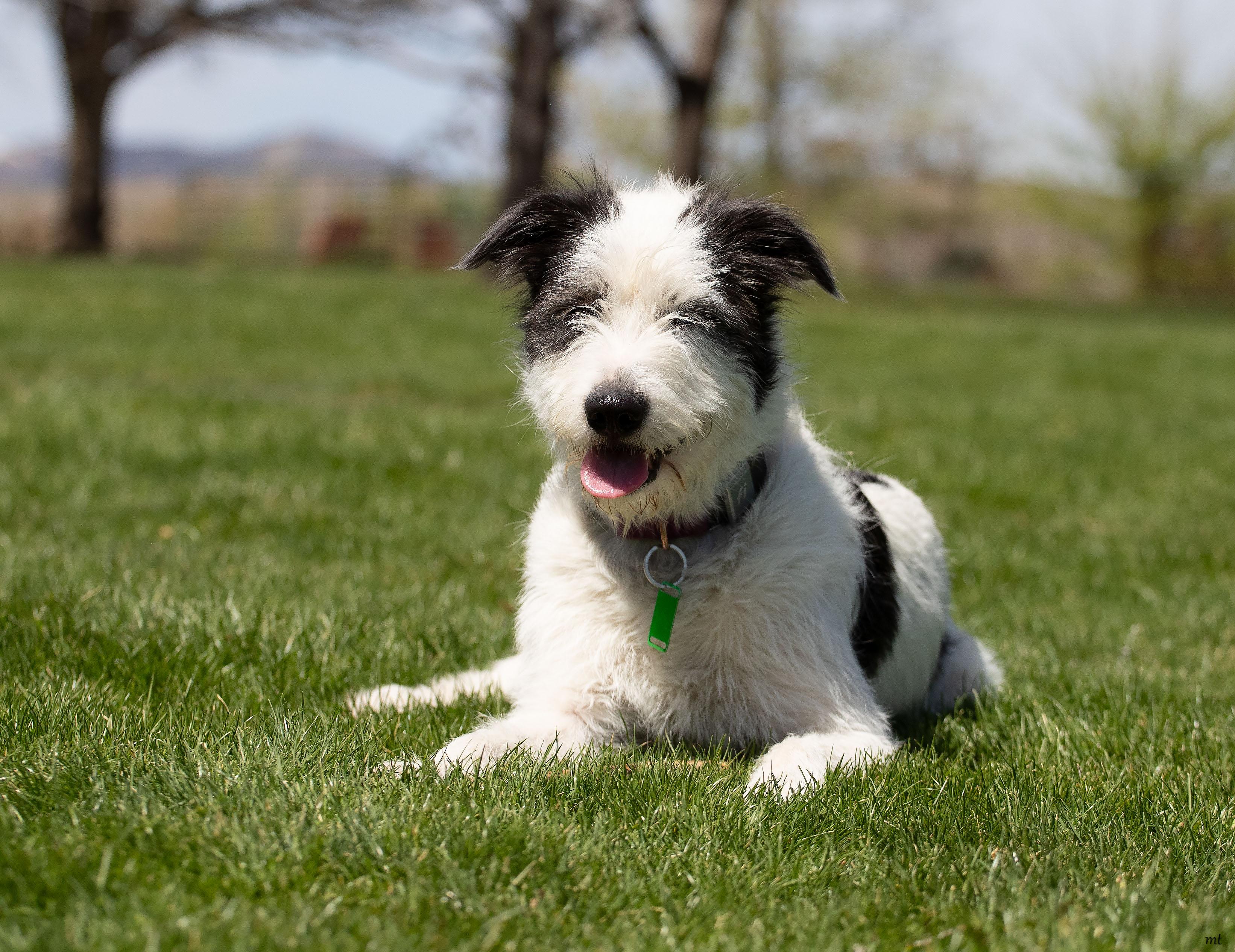 Enlarge Bell, an adopted mixed breed in Washoe Valley, NV image 6/6
