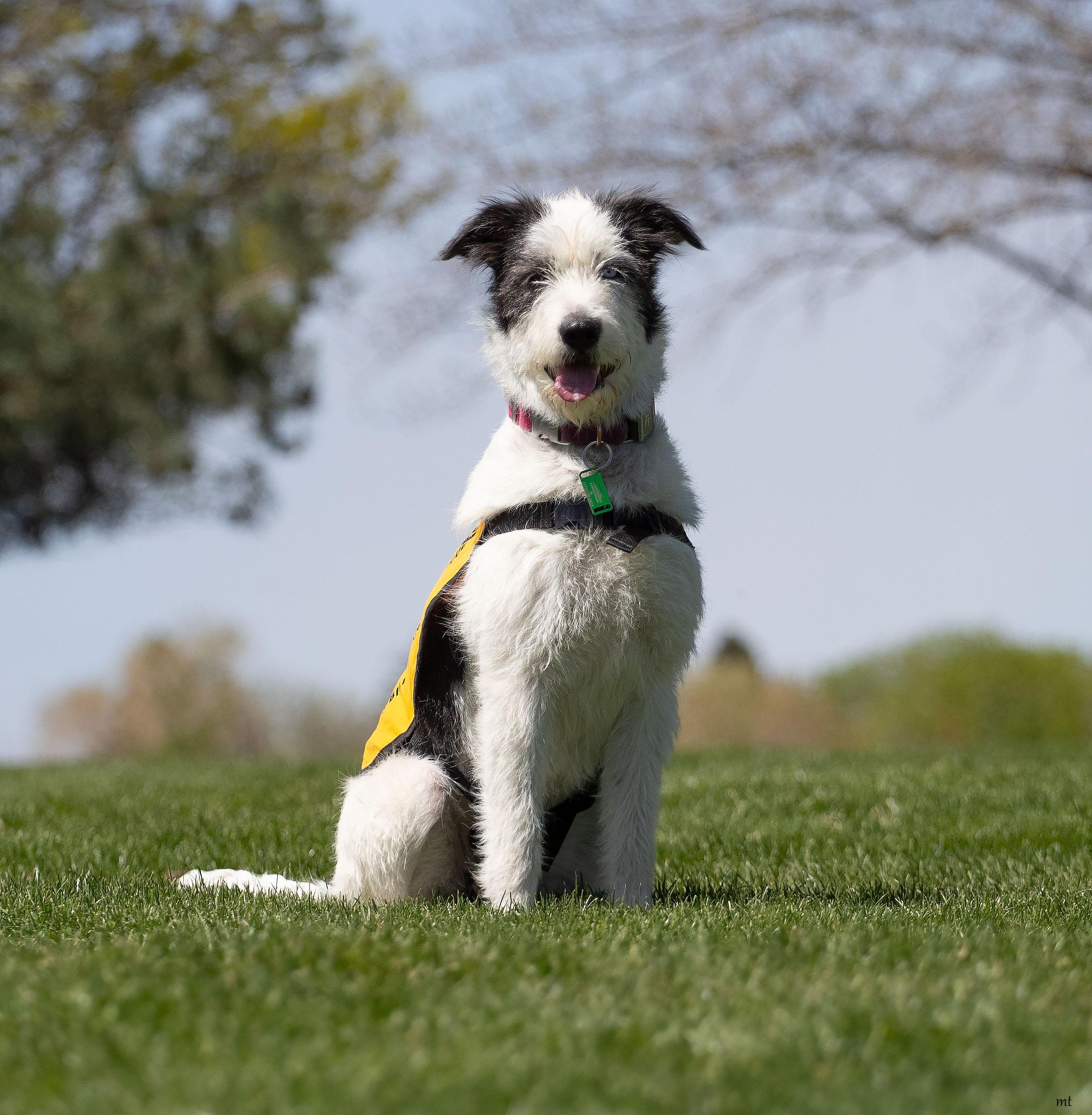 Enlarge Bell, an adopted mixed breed in Washoe Valley, NV image 2/6