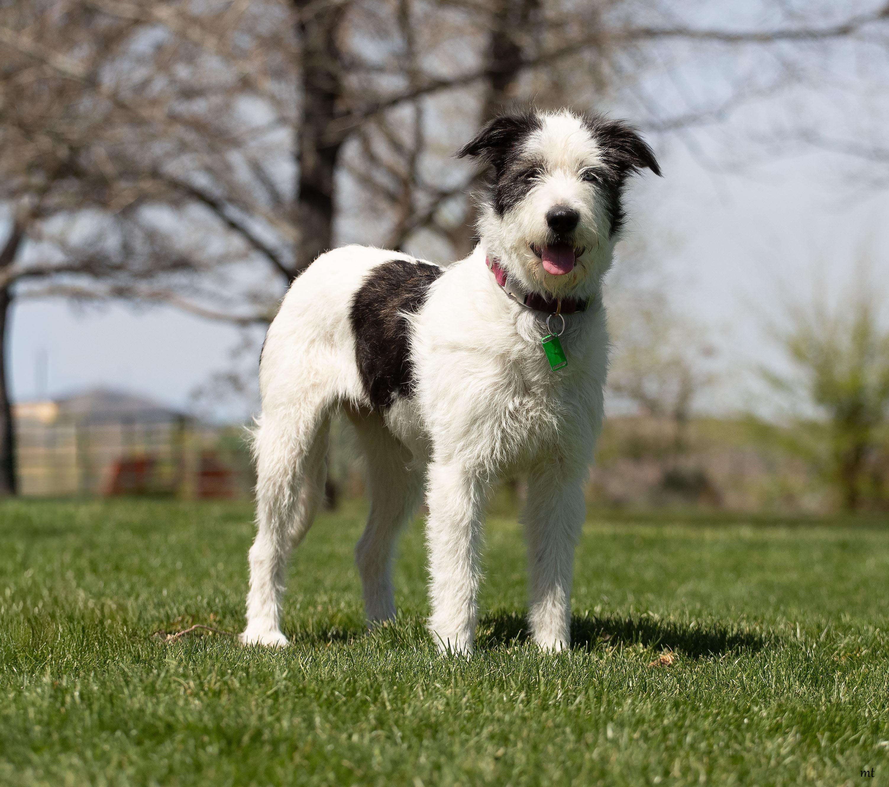 Bell, adopted, Young Female Wirehaired Terrier.