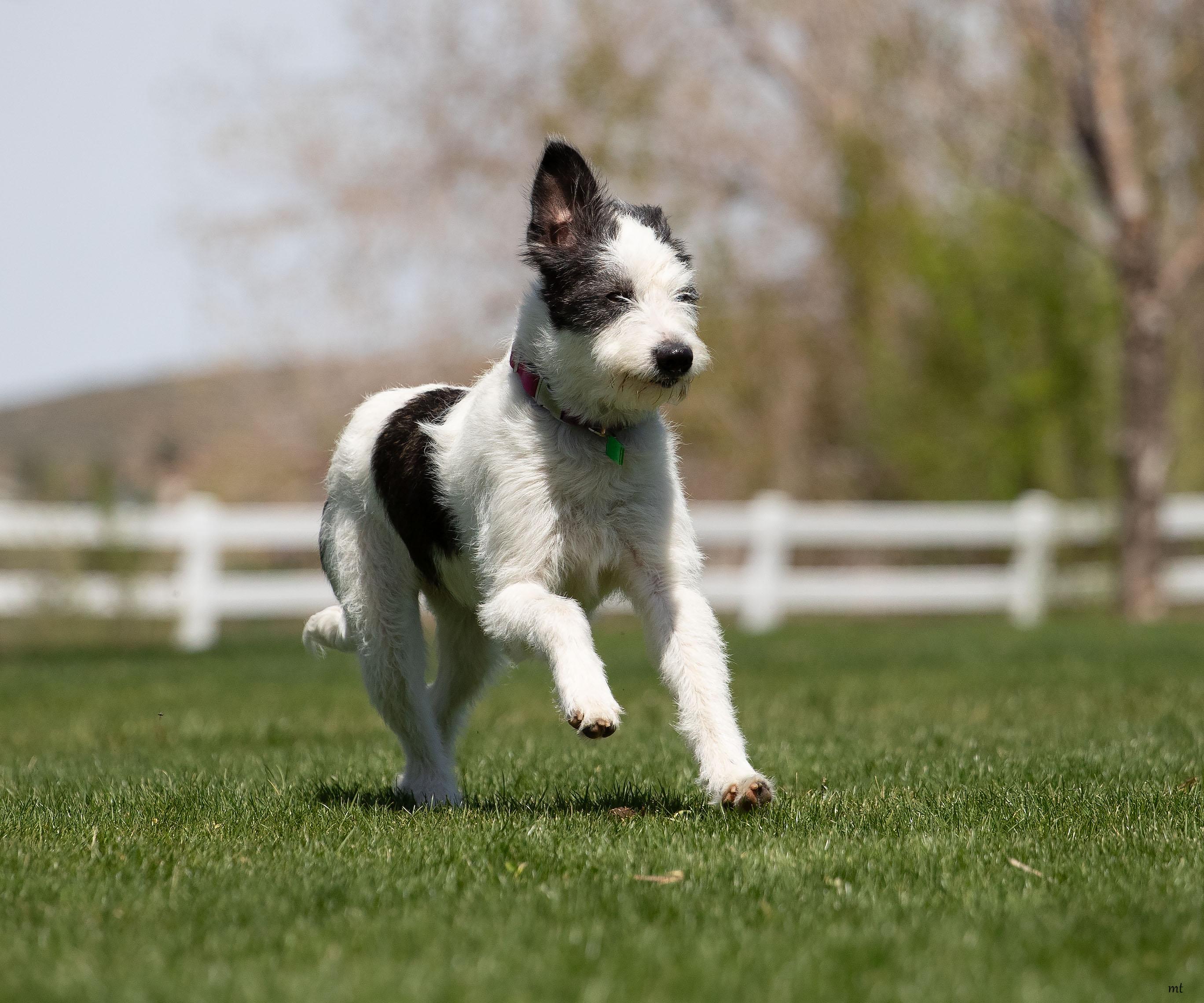 Enlarge Bell, an adopted mixed breed in Washoe Valley, NV image 5/6