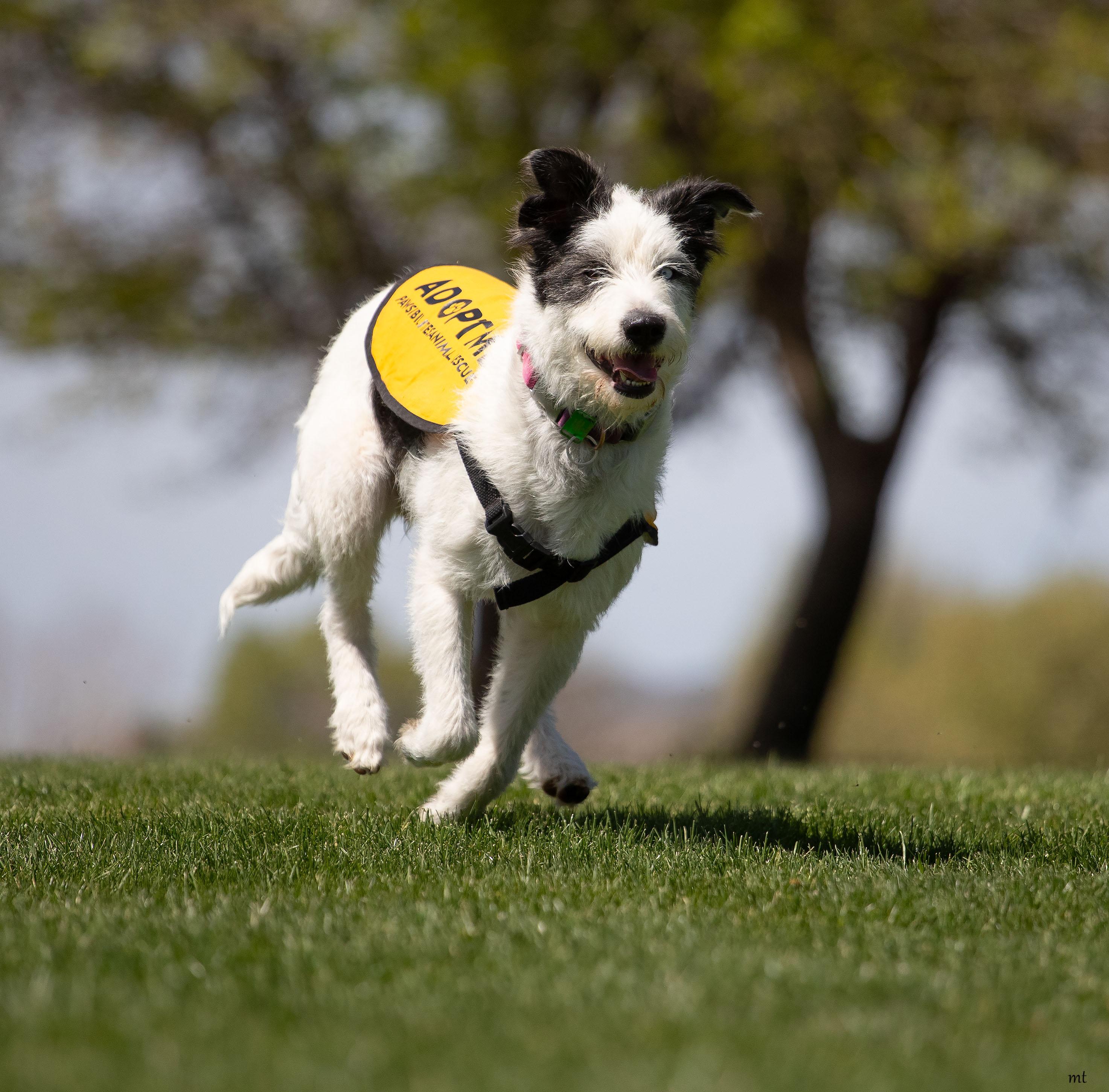 Enlarge Bell, an adopted mixed breed in Washoe Valley, NV image 4/6