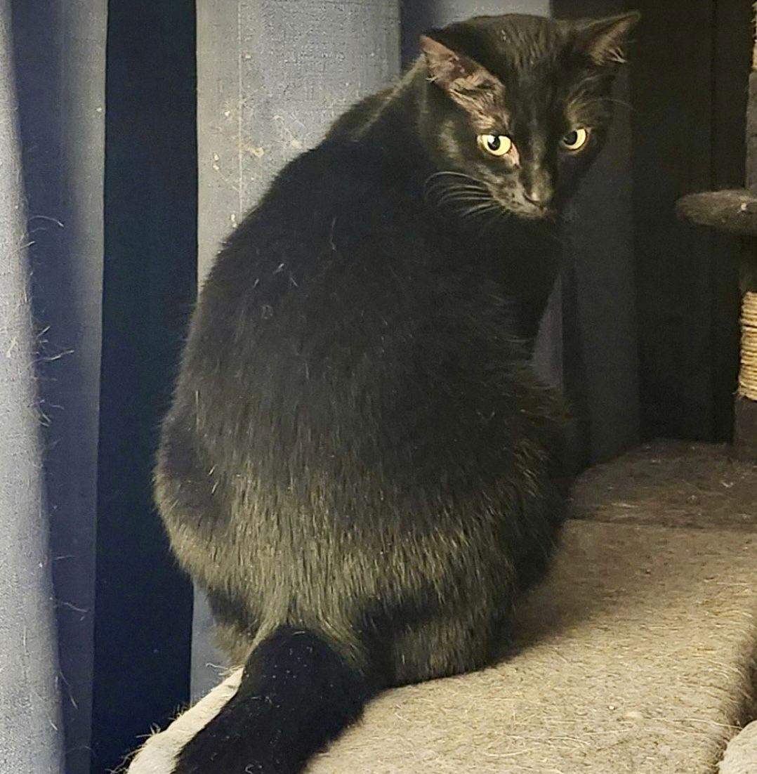 Enlarge Raven (aka Sammy Joe), a Adoptable Domestic Short Hair in Dublin, OH image 1/1