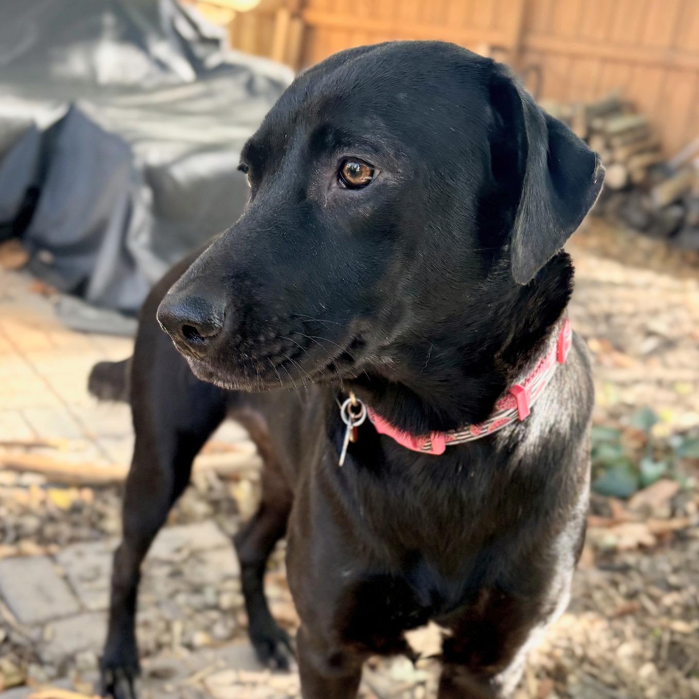 Sasha, Adoptable, Adult Female Retriever & Mixed Breed.