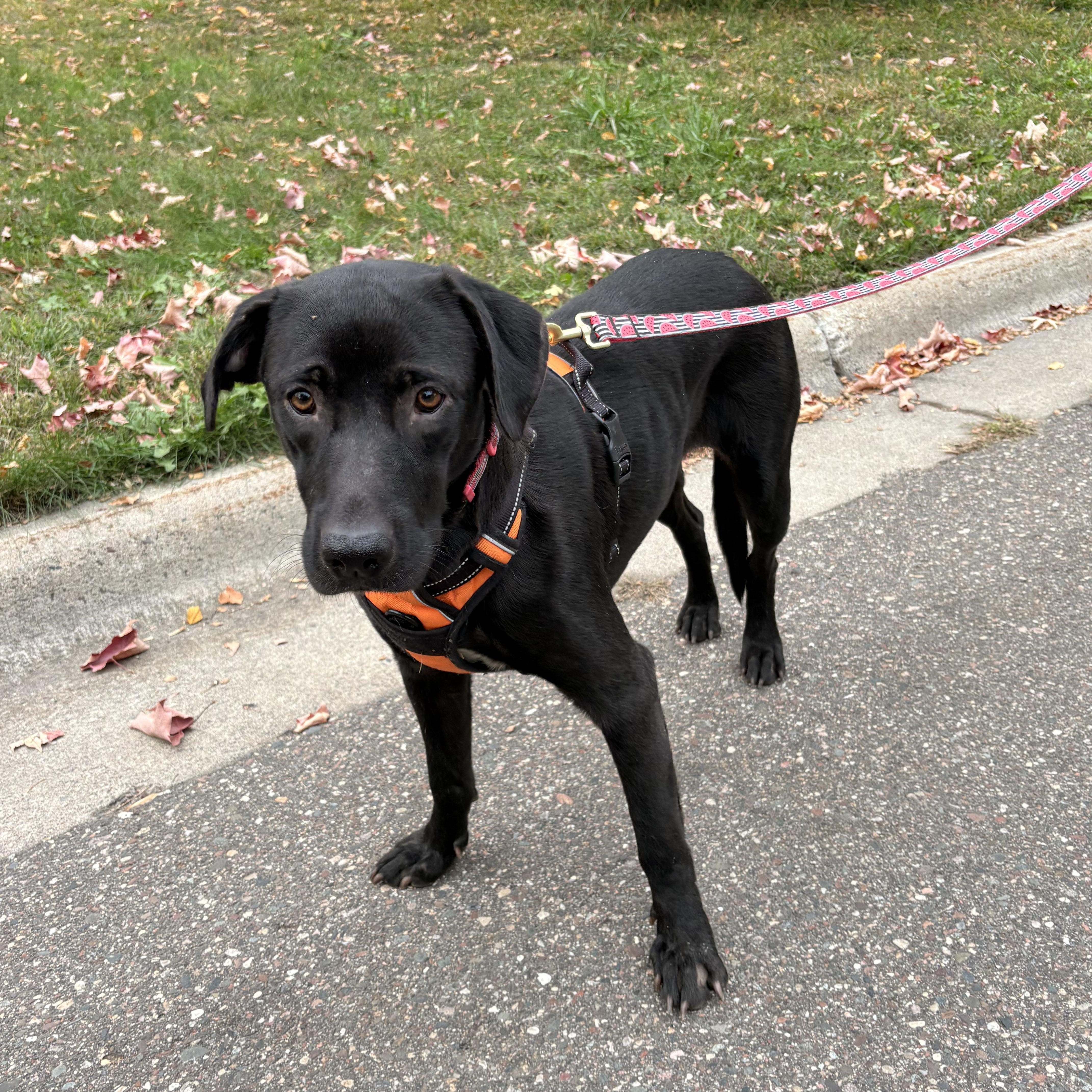 Enlarge Sasha, a Adoptable mixed breed in Minneapolis, MN image 5/6