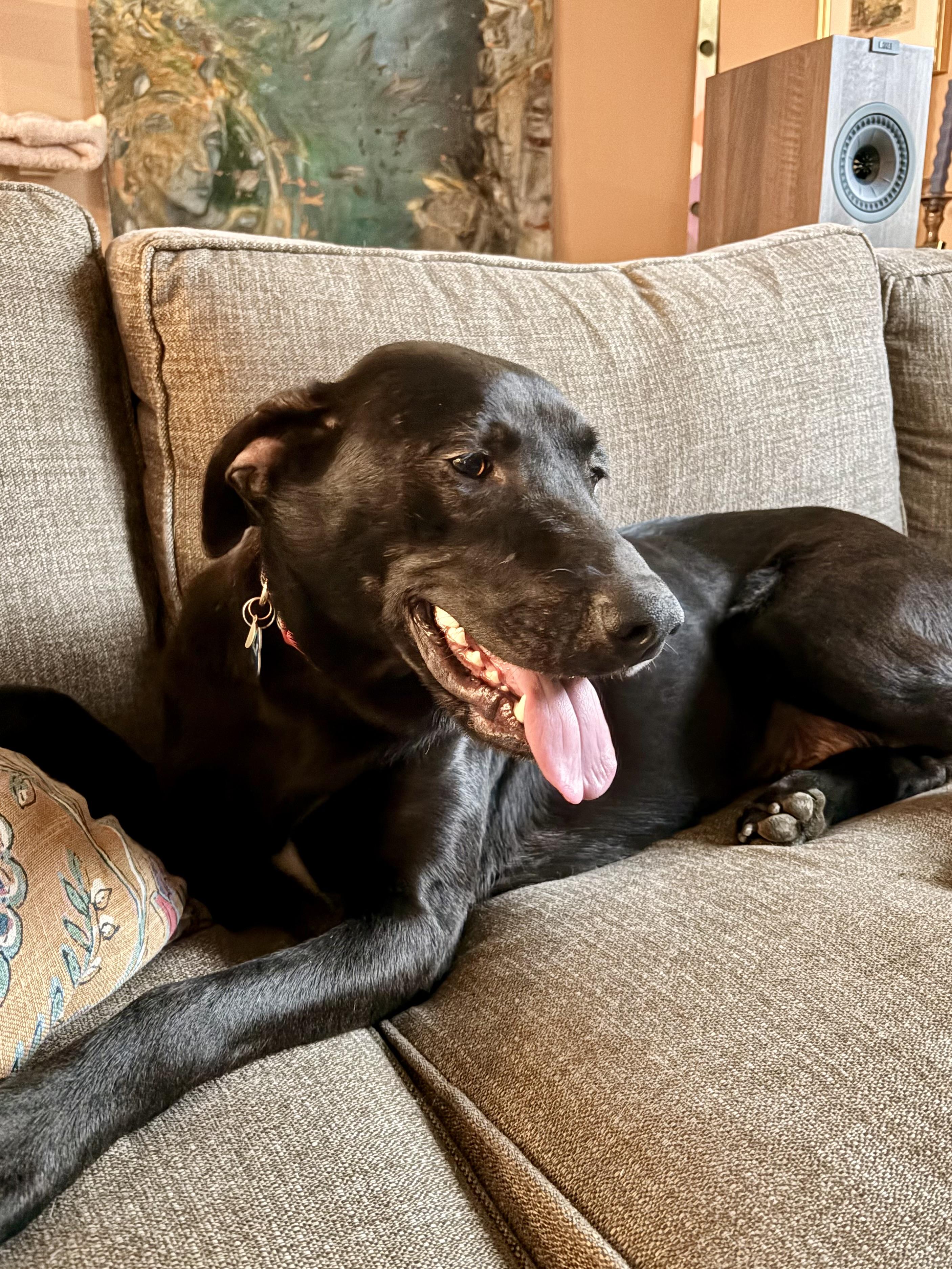 Enlarge Sasha, a Adoptable mixed breed in Minneapolis, MN image 2/6