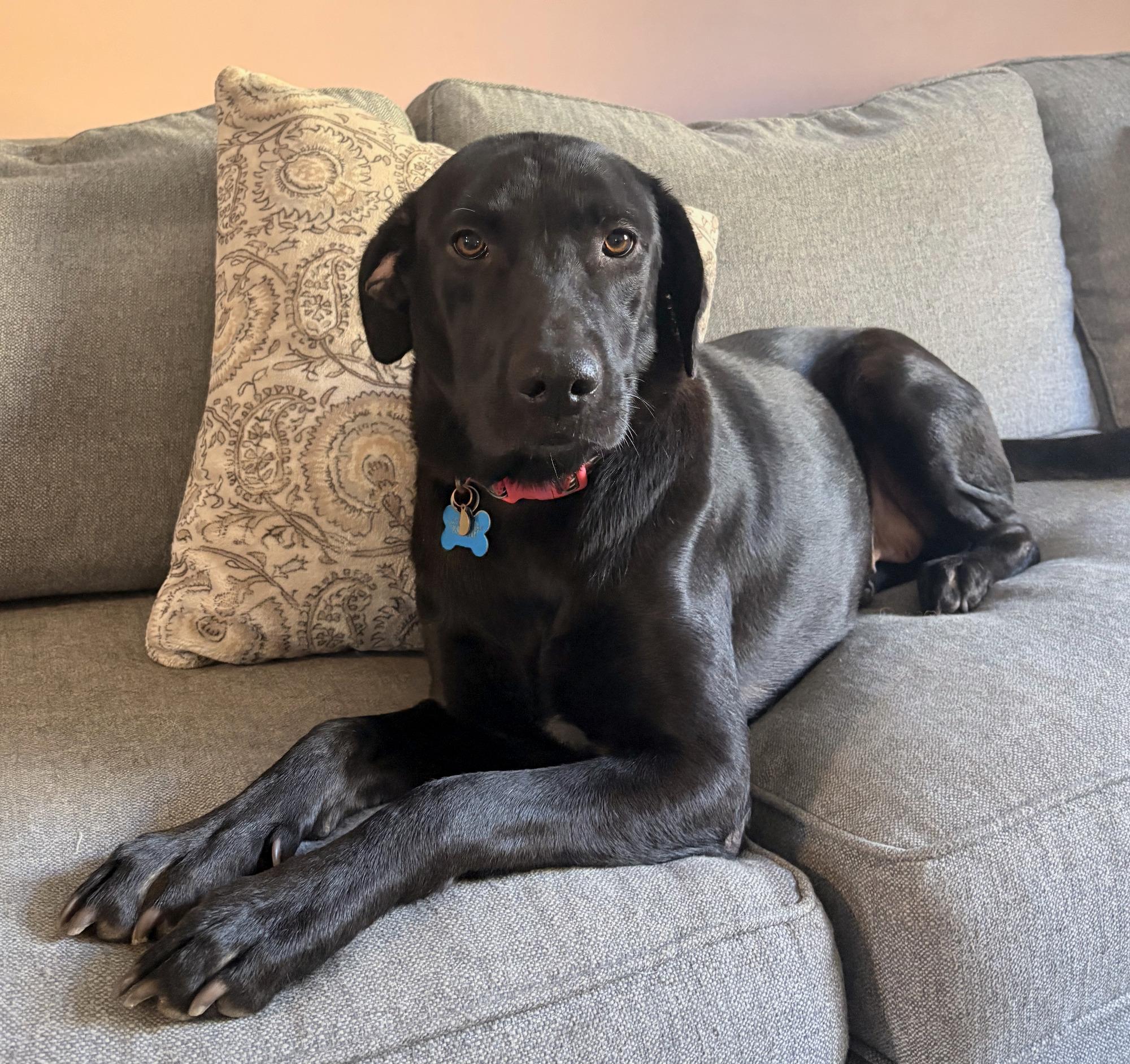 Sasha, Adoptable, Adult Female Retriever & Mixed Breed.