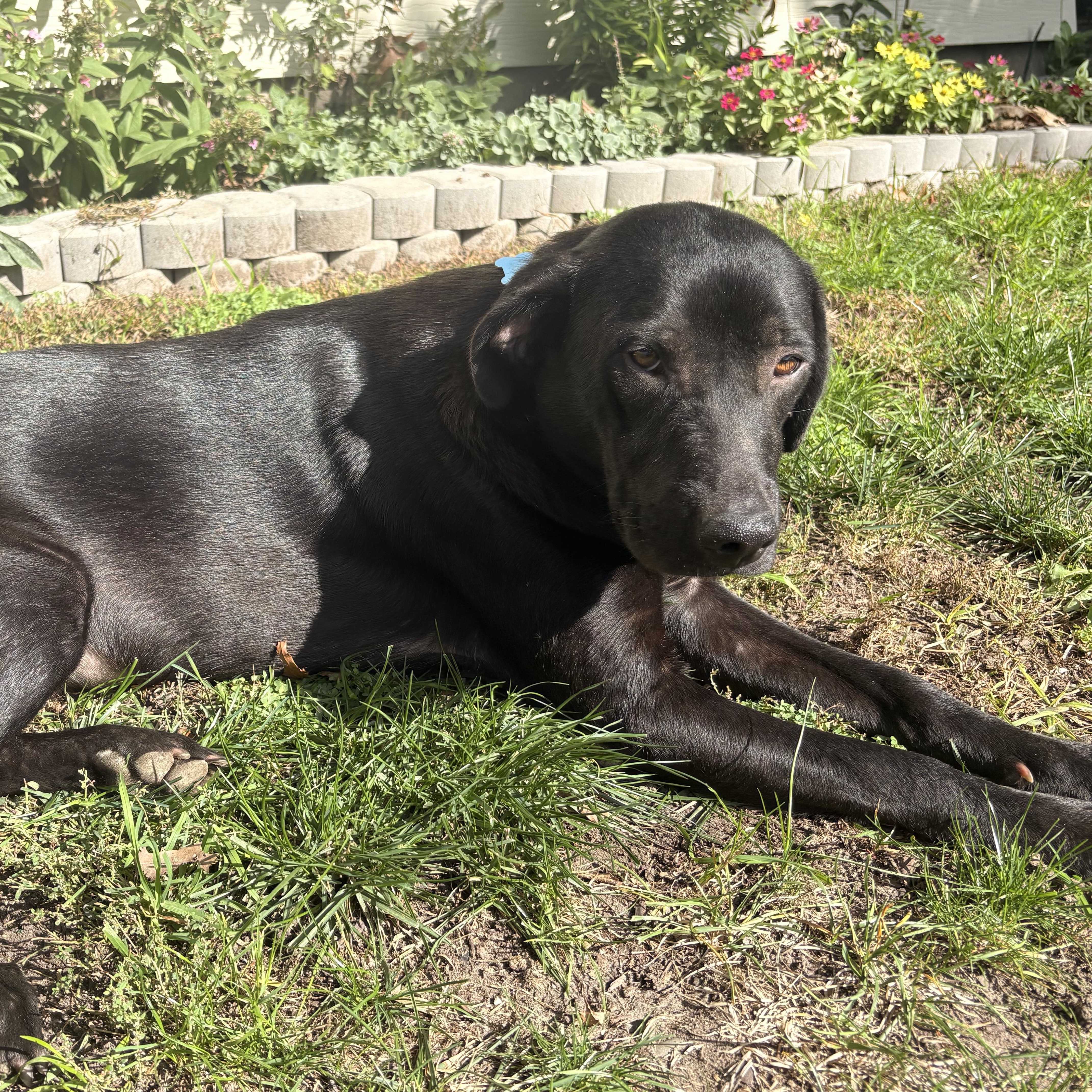 Enlarge Sasha, a Adoptable mixed breed in Minneapolis, MN image 6/6