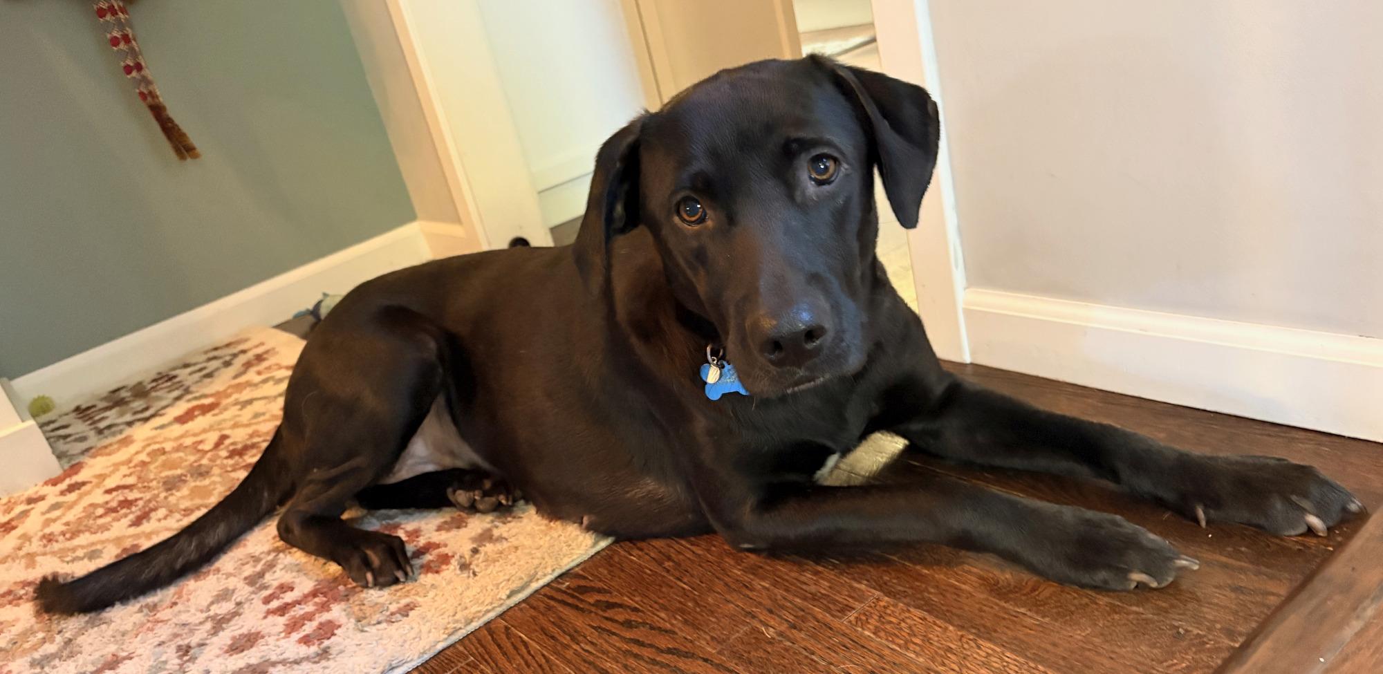 Enlarge Sasha, a Adoptable mixed breed in Minneapolis, MN image 4/6