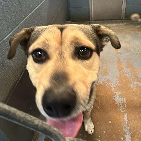Enlarge Tater Tot, a Adoptable Mixed Breed in Gadsden, AL image 1/1