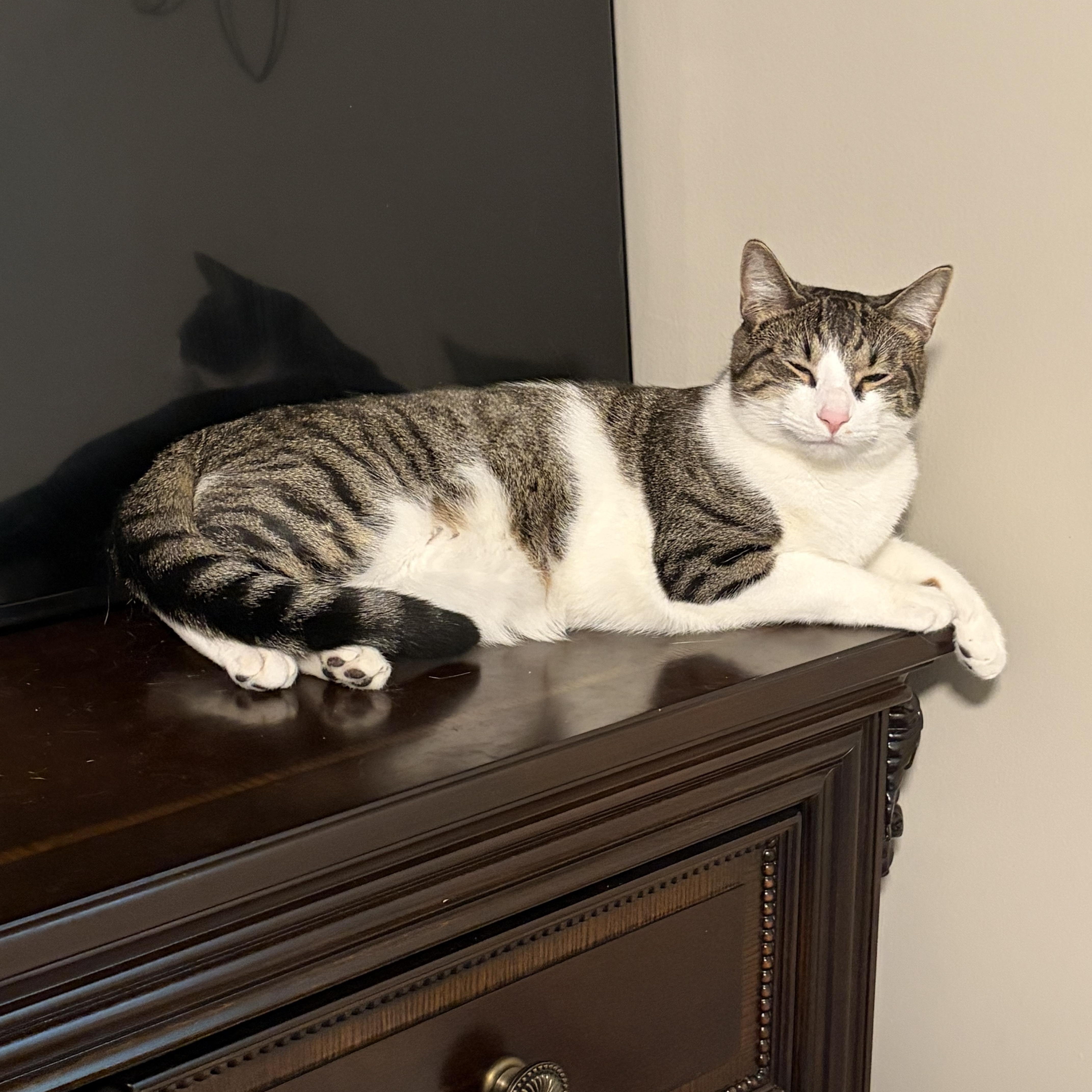 Rocky Balboa, Adoptable, Adult Male Domestic Short Hair.