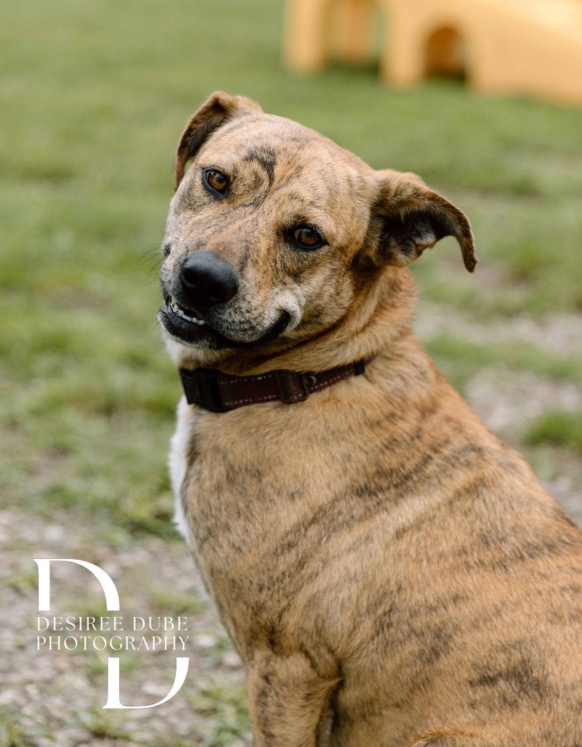 Winifred "Winnie", a Adoptable Shepherd in Cuyahoga Falls, OH image 1/3