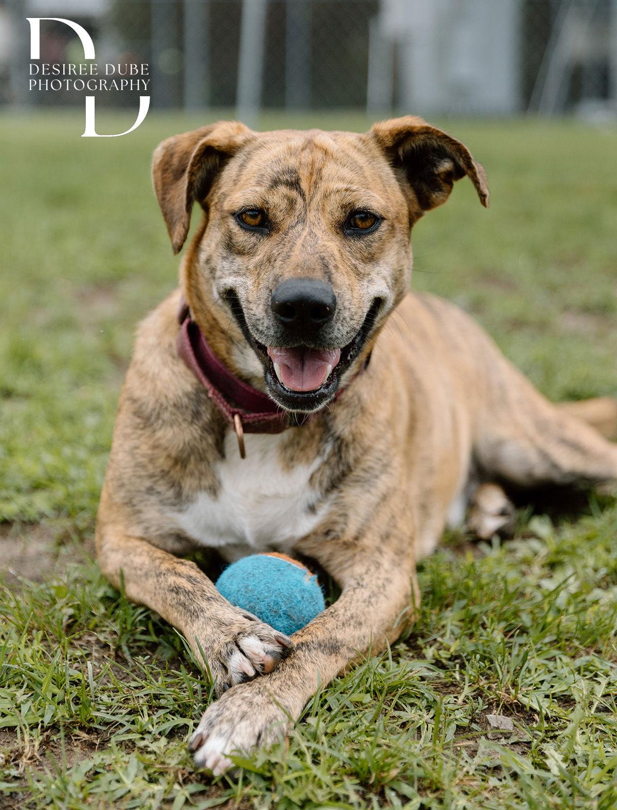 Winifred "Winnie", a Adoptable Shepherd in Cuyahoga Falls, OH image 2/3
