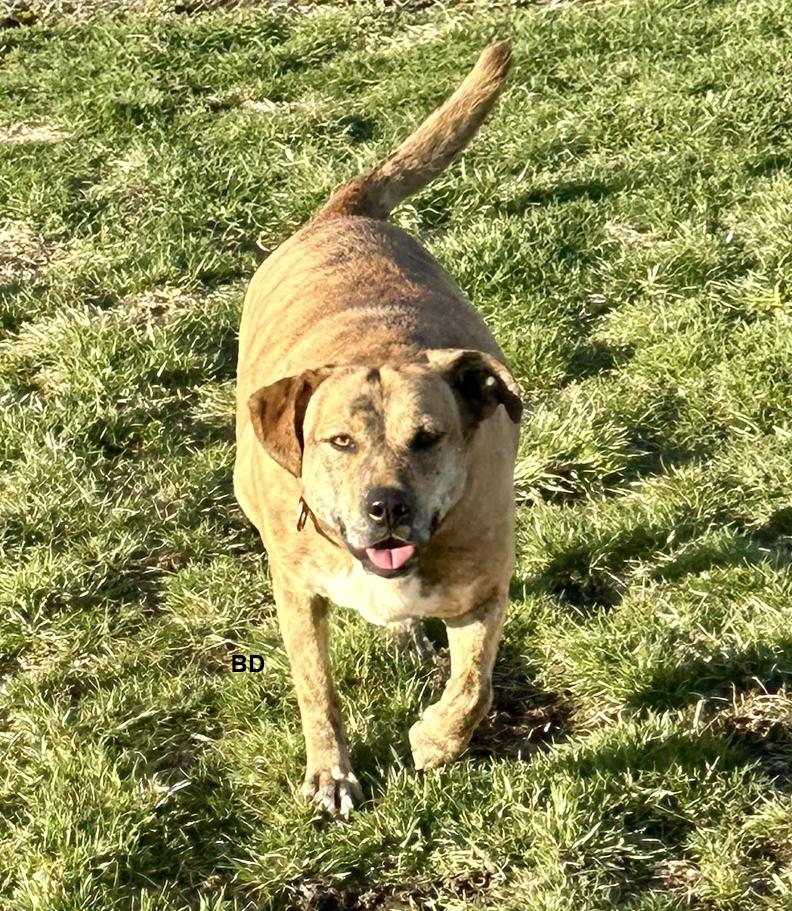 Winifred "Winnie", a Adoptable Shepherd in Cuyahoga Falls, OH image 3/3