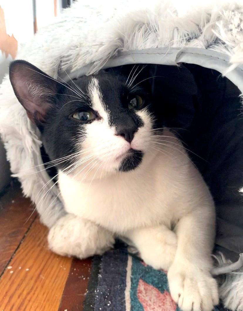 Enlarge Strudel, a Adopted Domestic Short Hair in New York, NY image 2/4