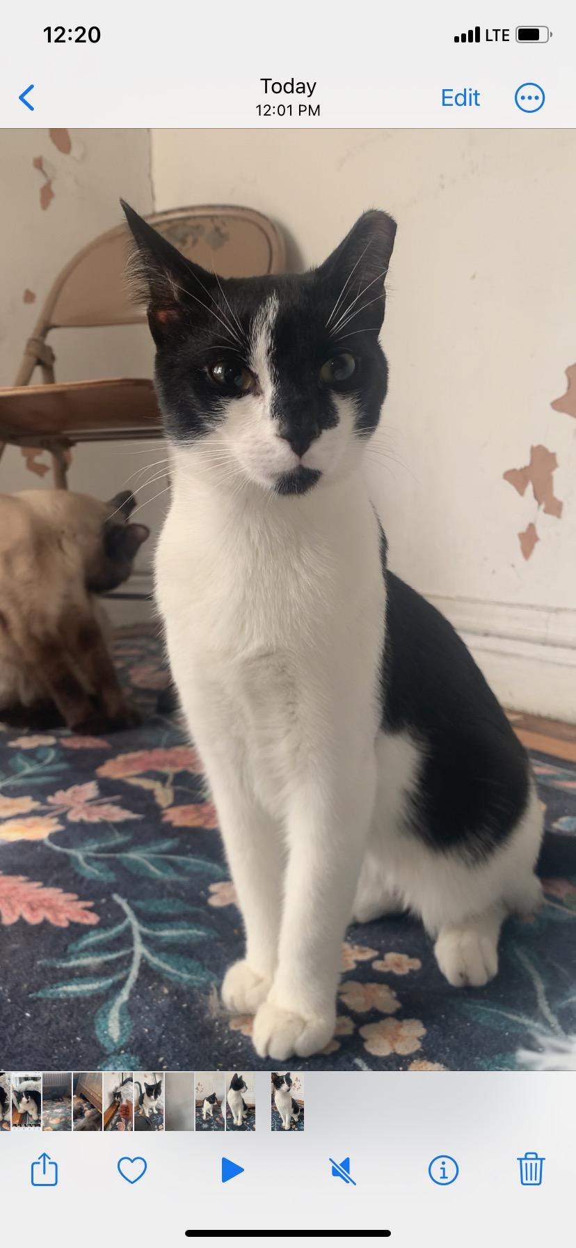 Enlarge Strudel, a Adopted Domestic Short Hair in New York, NY image 1/4