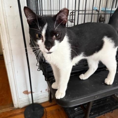 Enlarge Strudel, a Adopted Domestic Short Hair in New York, NY image 3/4