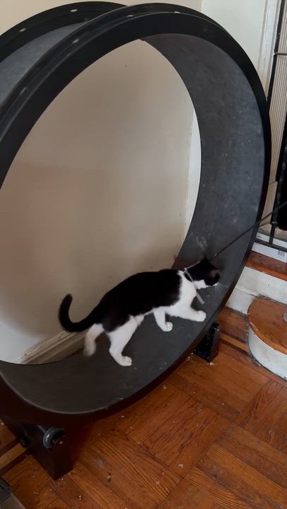 Enlarge Strudel, a Adopted Domestic Short Hair in New York, NY video 4/4