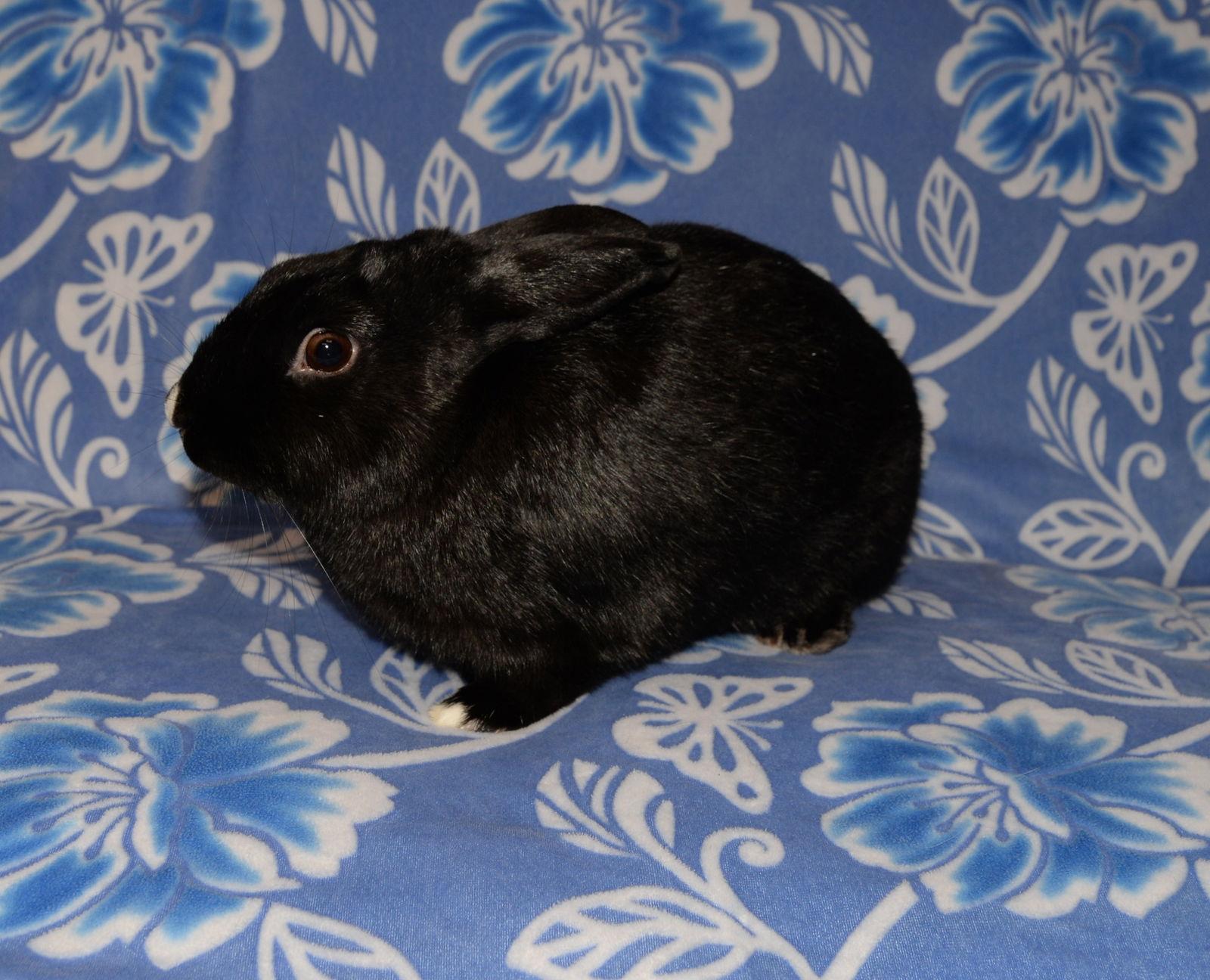 Enlarge Faith, a Adoptable Satin in Chesterfield, MO image 2/2