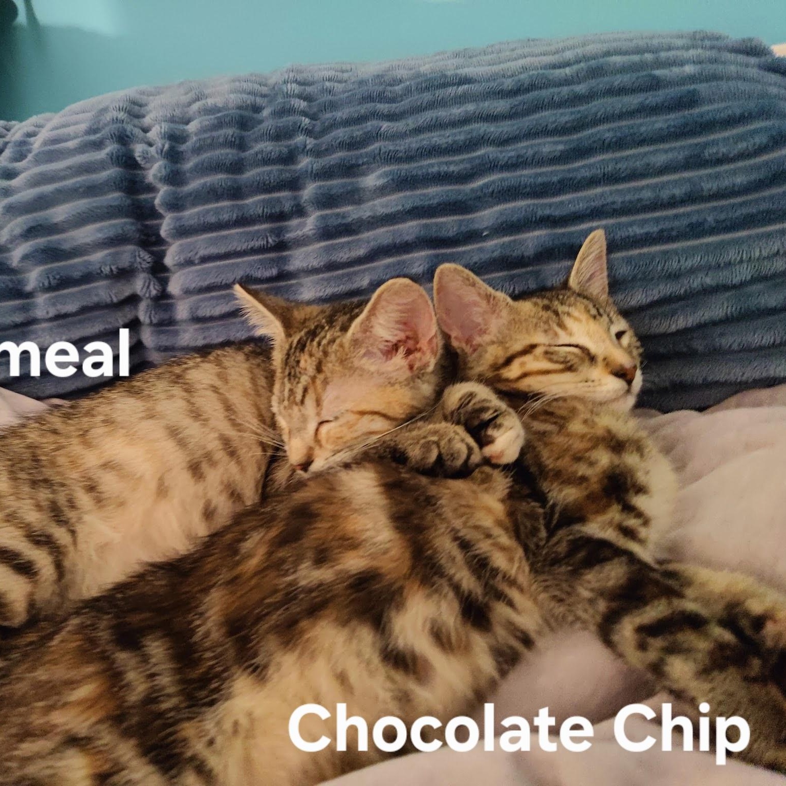 Enlarge Chocolate Chip, an adopted mixed breed in South Park, PA image 2/2