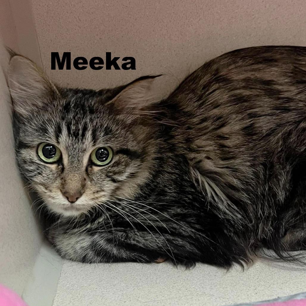 Enlarge Meeka 260370, a Adoptable Domestic Medium Hair in Escanaba, MI image 1/1