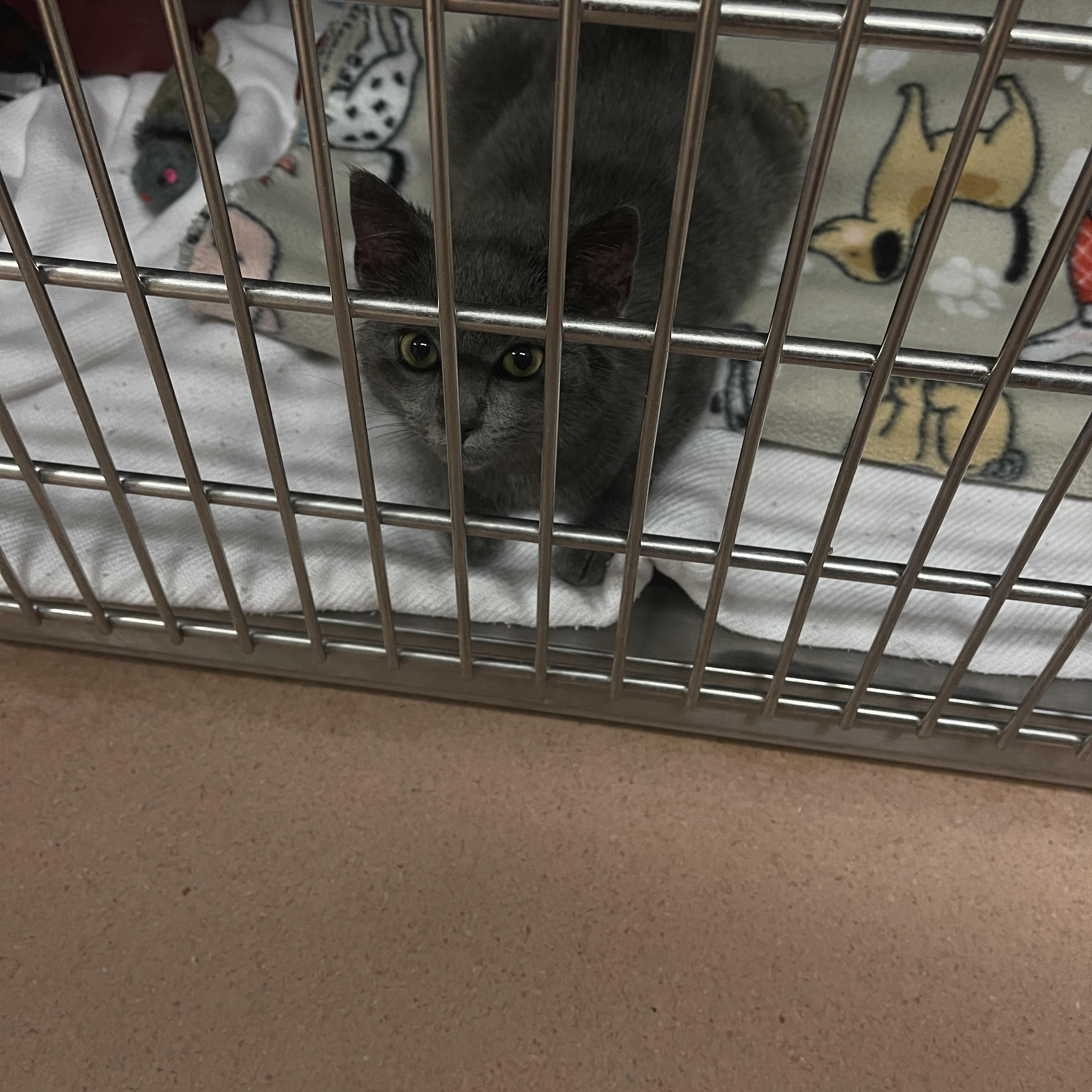 Enlarge Zelda, a Adoptable Domestic Short Hair in KEYSVILLE, VA image 2/2