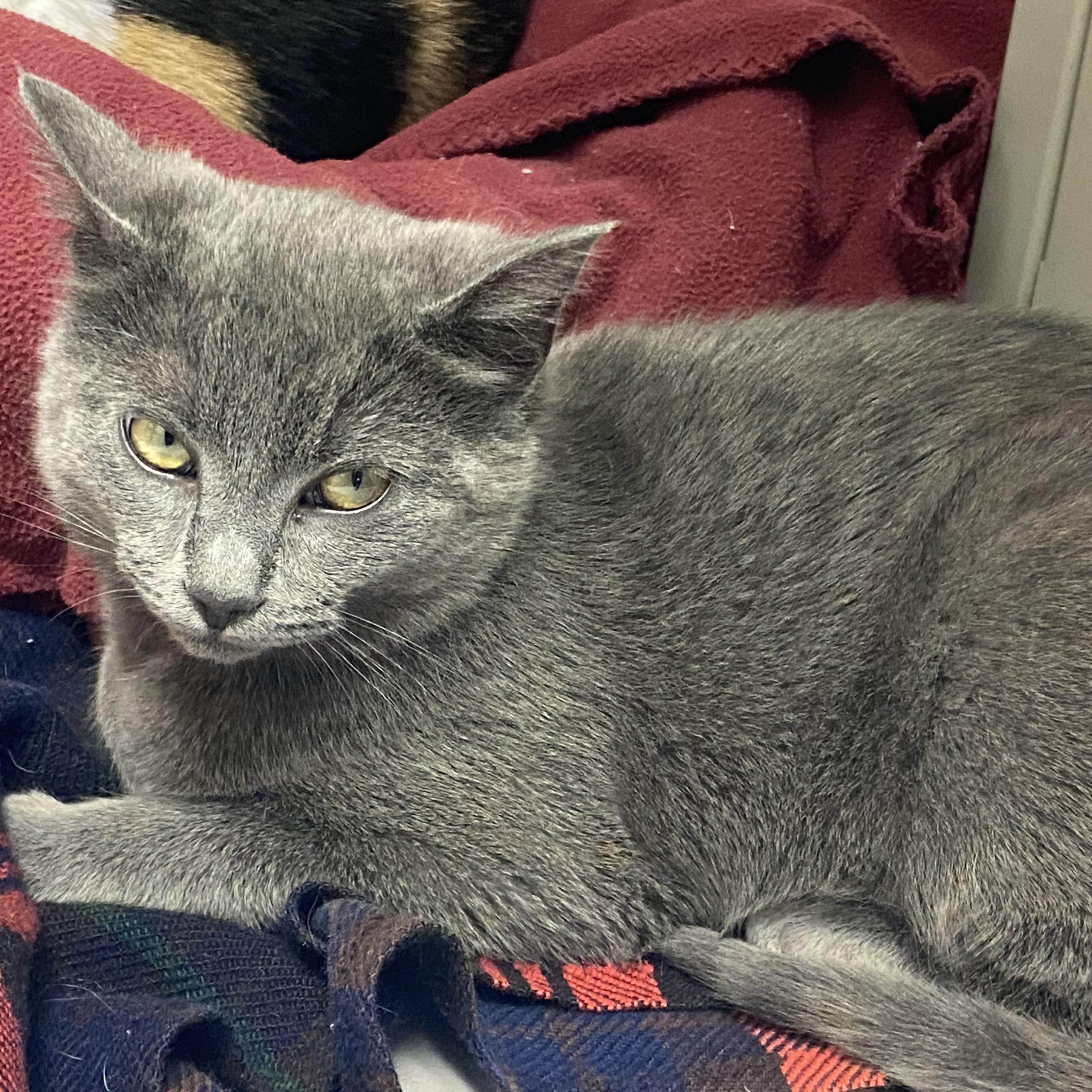Enlarge Zelda, a Adoptable Domestic Short Hair in KEYSVILLE, VA image 1/2