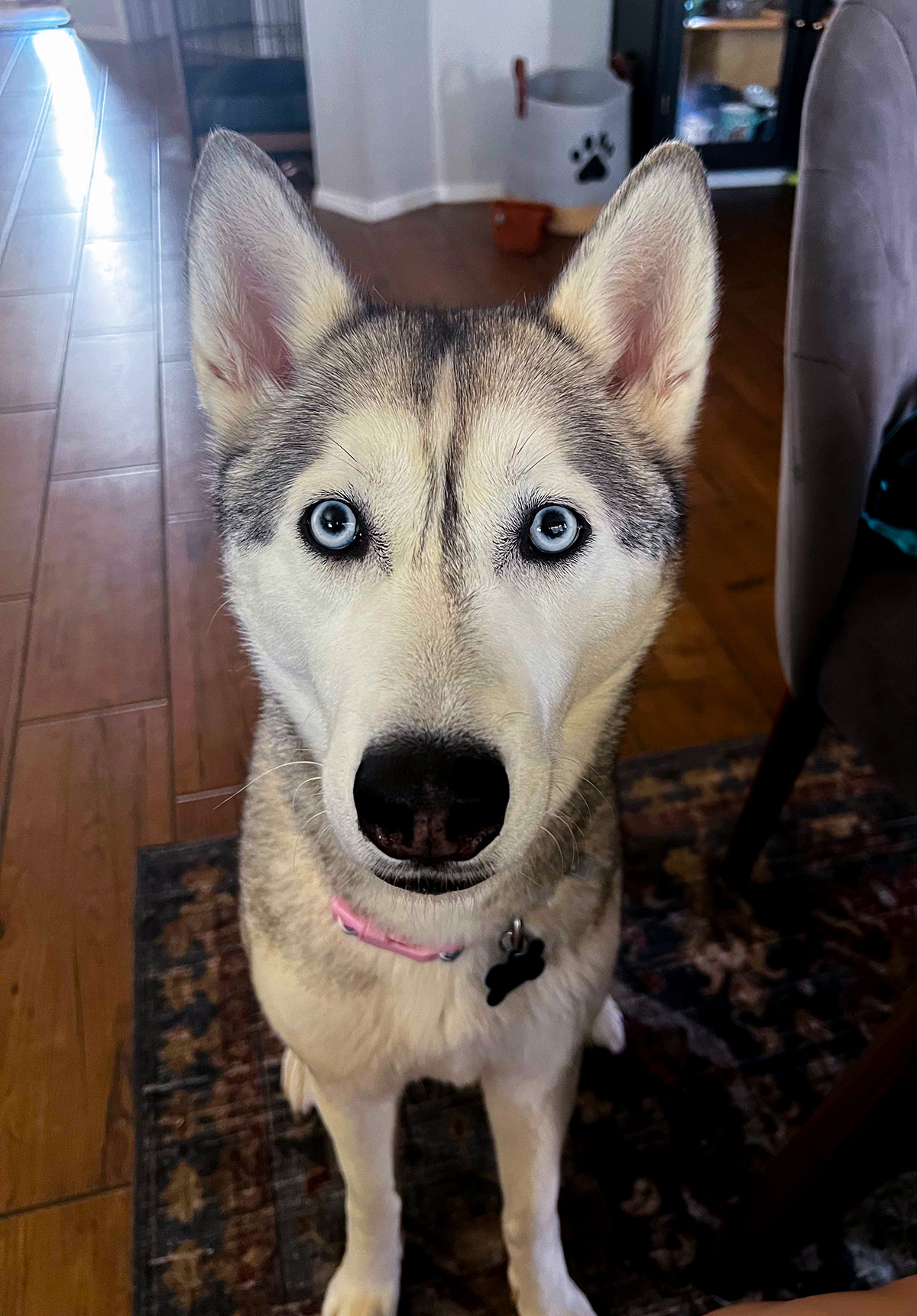 Adopt Moose Dog for adoption