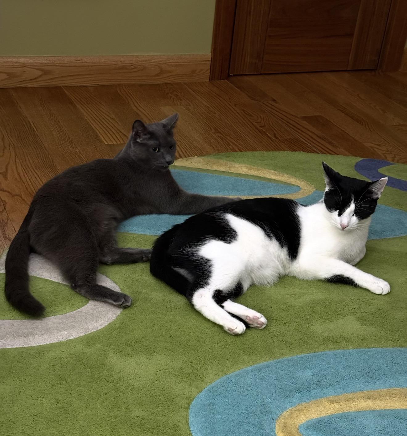 Enlarge Pogo and Adoree, a Adoptable Domestic Short Hair in Brooklyn, NY image 3/6