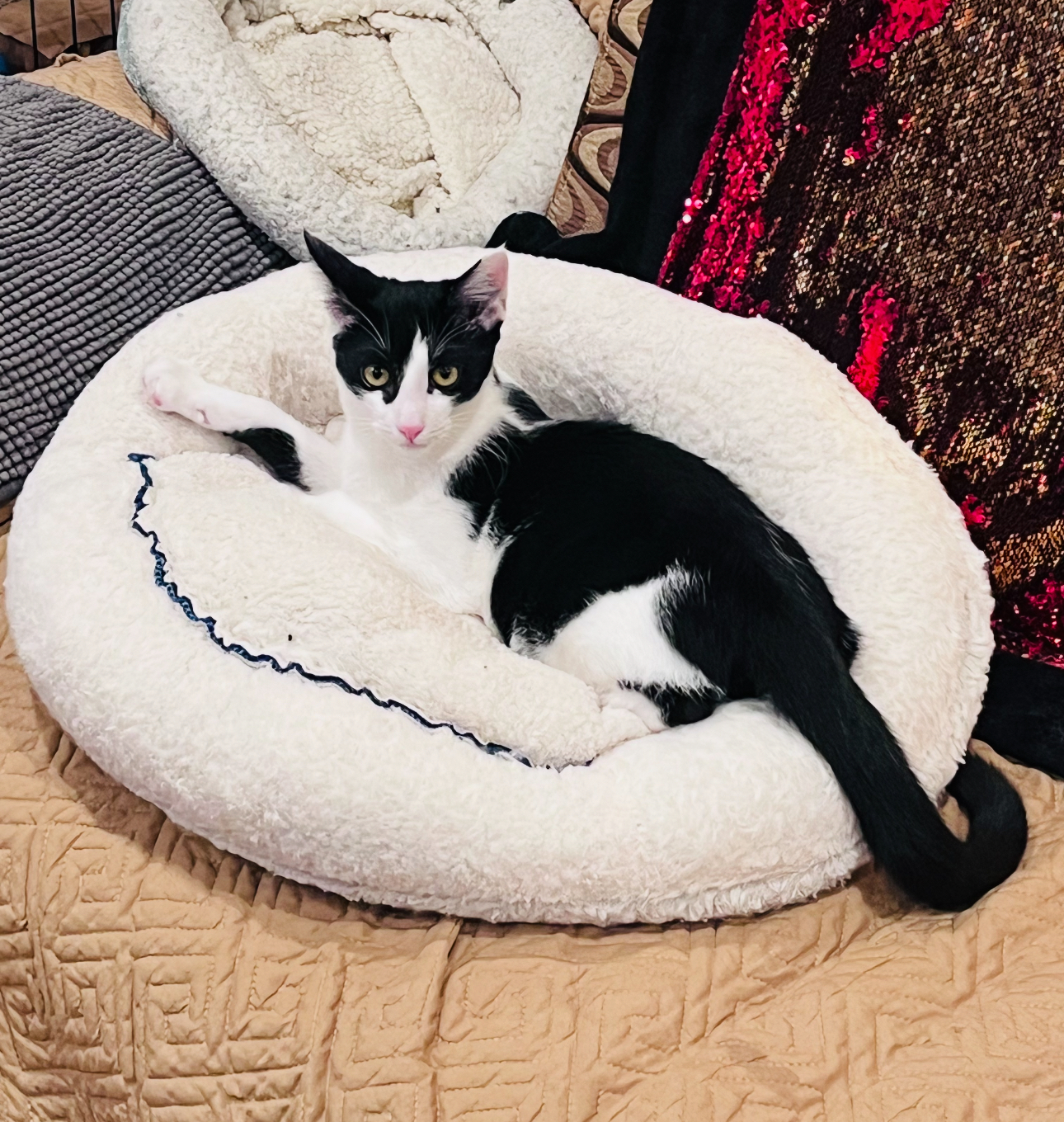 Enlarge Pogo and Adoree, a Adoptable Domestic Short Hair in Brooklyn, NY image 4/6