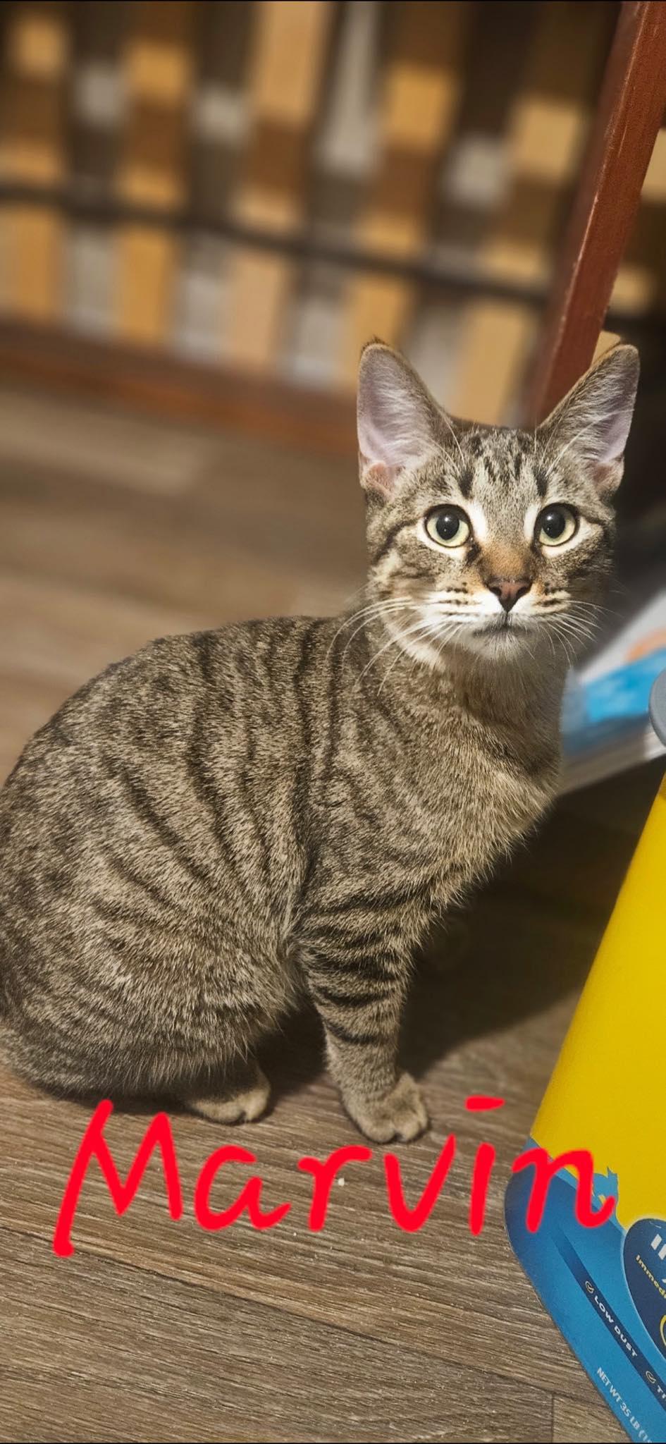 Marvin, adopted, Young Male Domestic Short Hair.