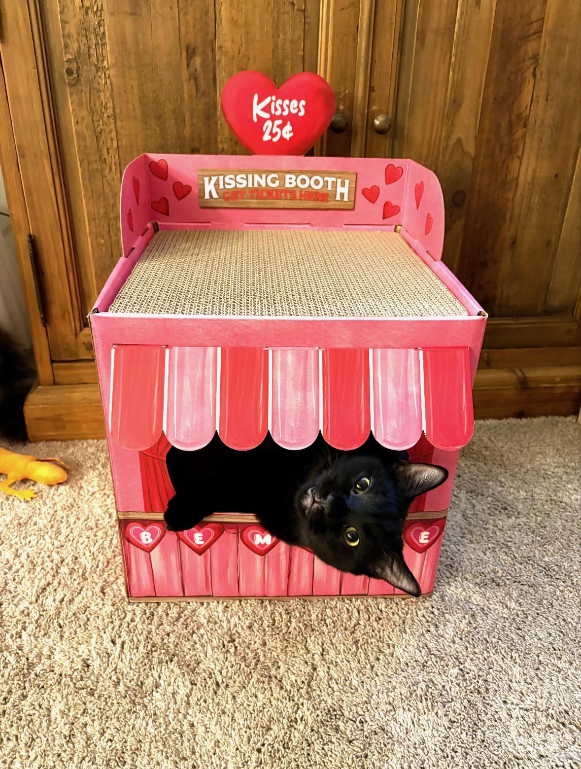 Enlarge Beans, a ADOPTABLE mixed breed in Omaha, NE image 3/6