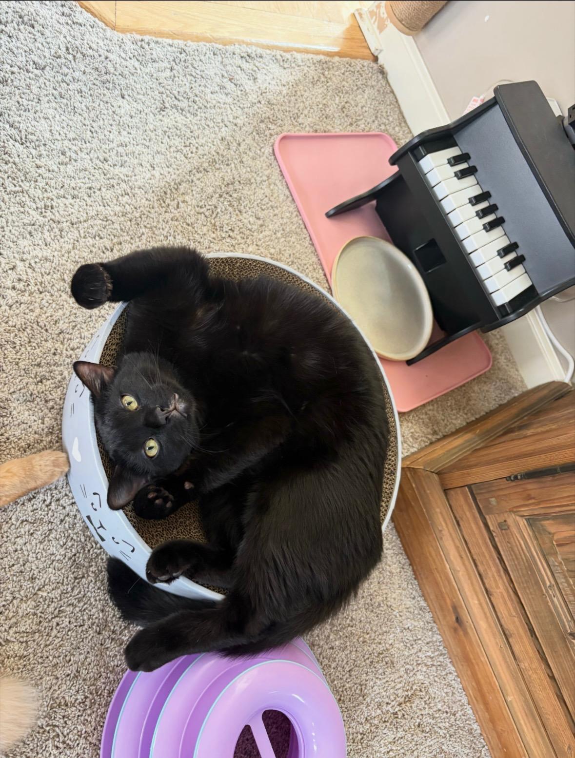 Enlarge Beans, a ADOPTABLE mixed breed in Omaha, NE image 4/6