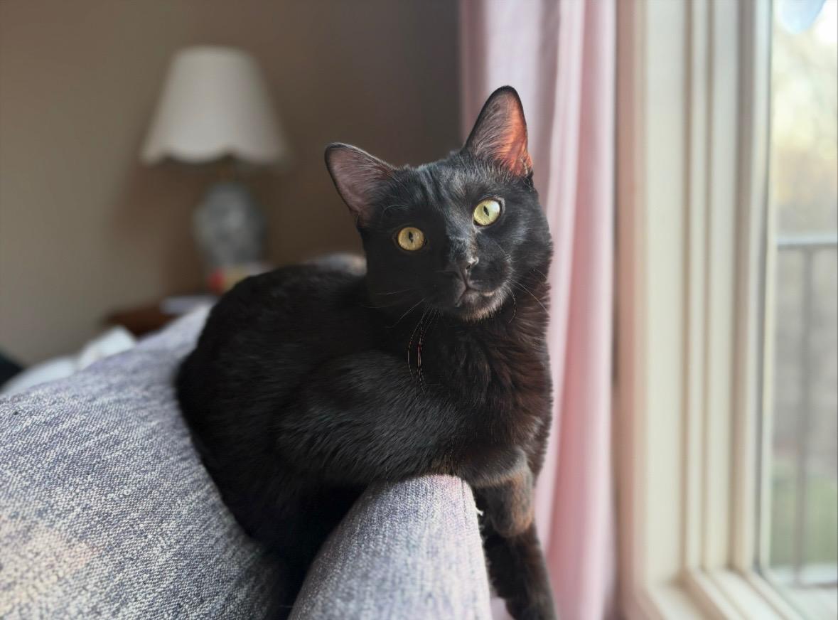Enlarge Beans, a ADOPTABLE mixed breed in Omaha, NE image 1/6