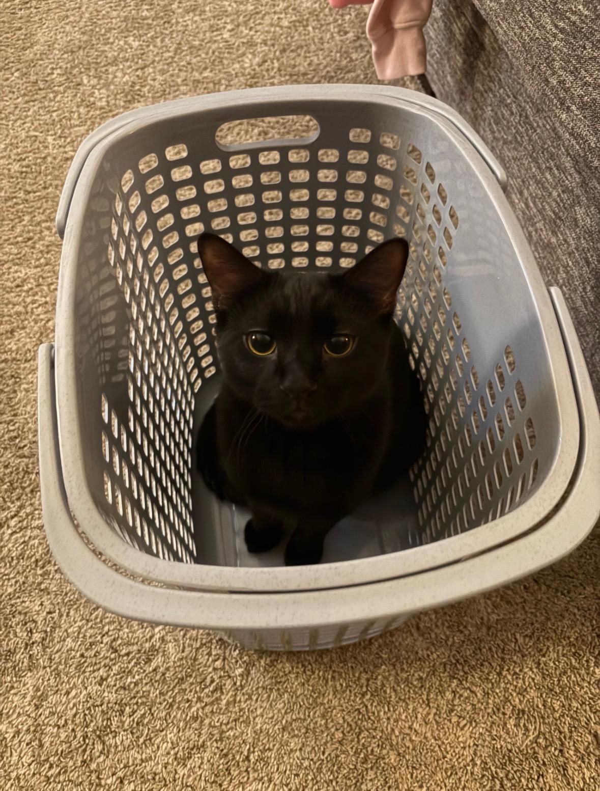 Enlarge Beans, a ADOPTABLE mixed breed in Omaha, NE image 5/6