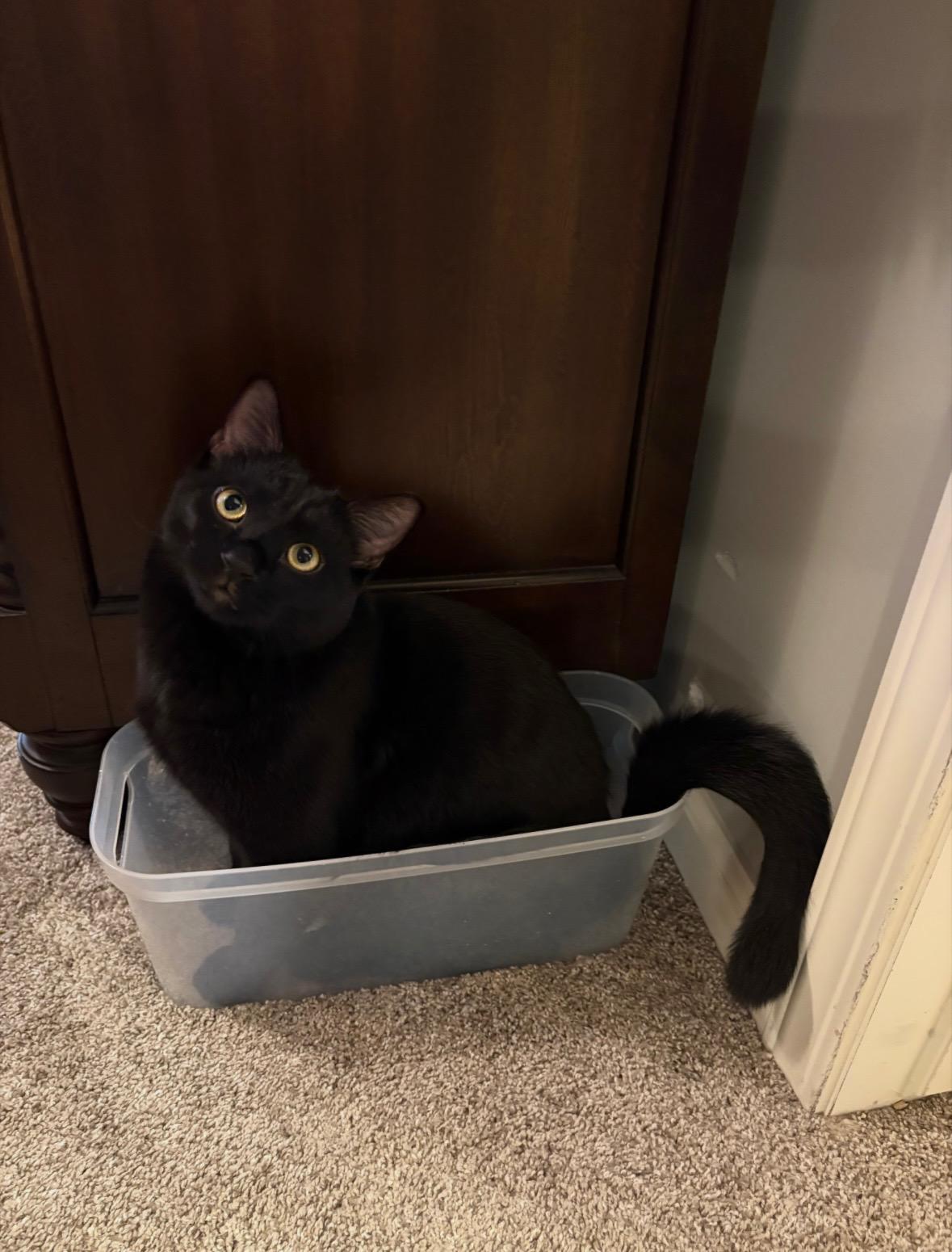 Enlarge Beans, a ADOPTABLE mixed breed in Omaha, NE image 6/6