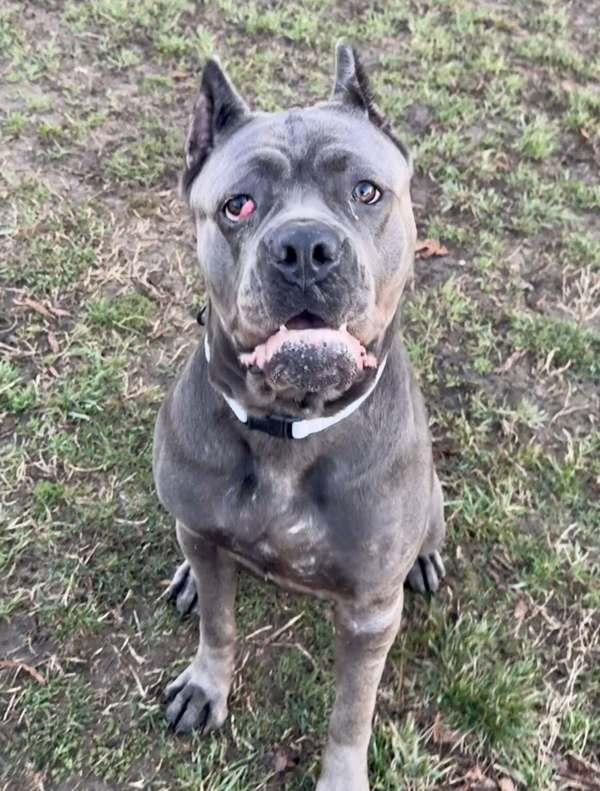 Tater, Adoptable, Adult Female Cane Corso.
