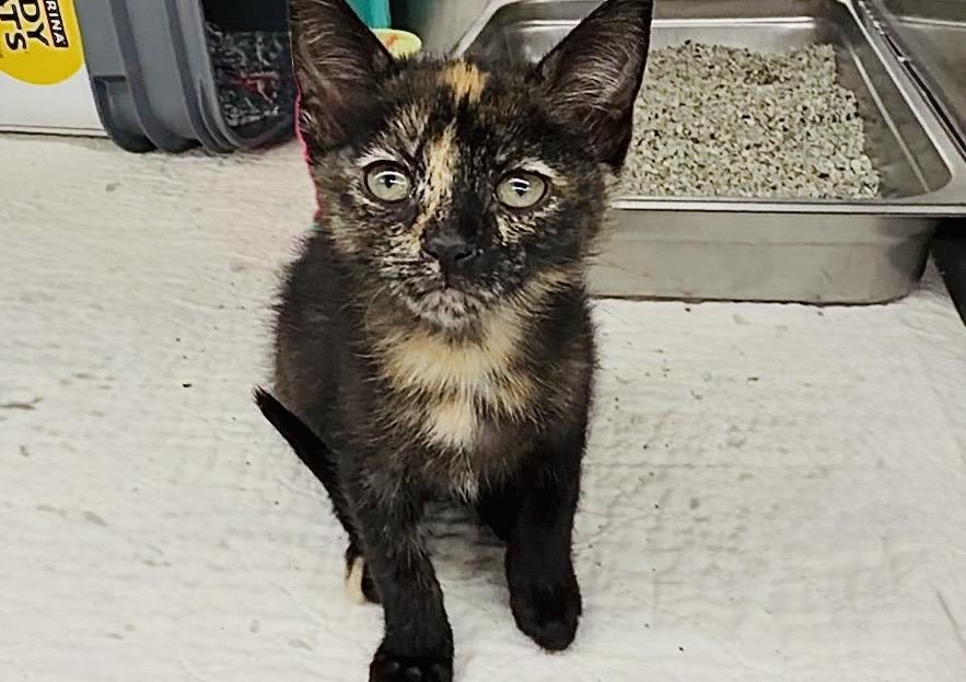 Enlarge Violet Jessop, a Adoptable Domestic Short Hair in Westfield, MA image 1/1