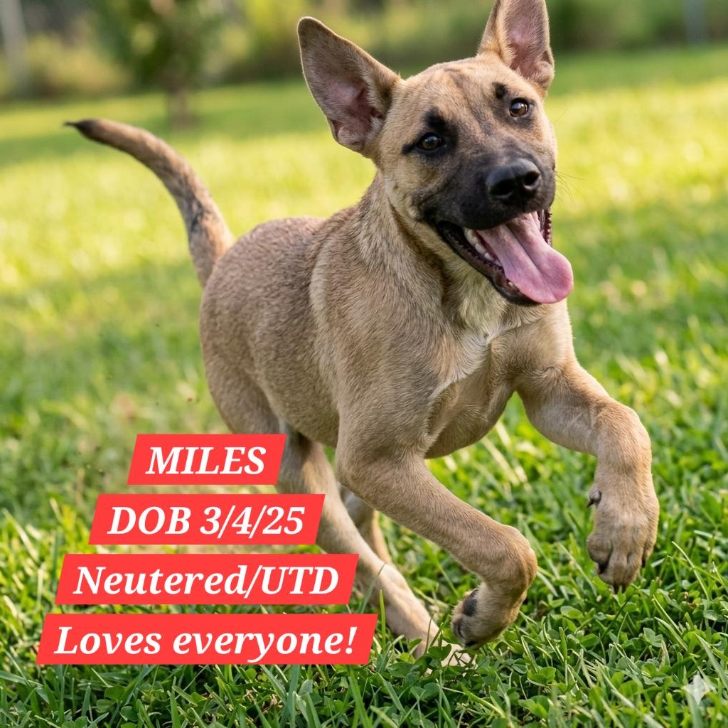 MILES, Adoptable, Young Male Shepherd.