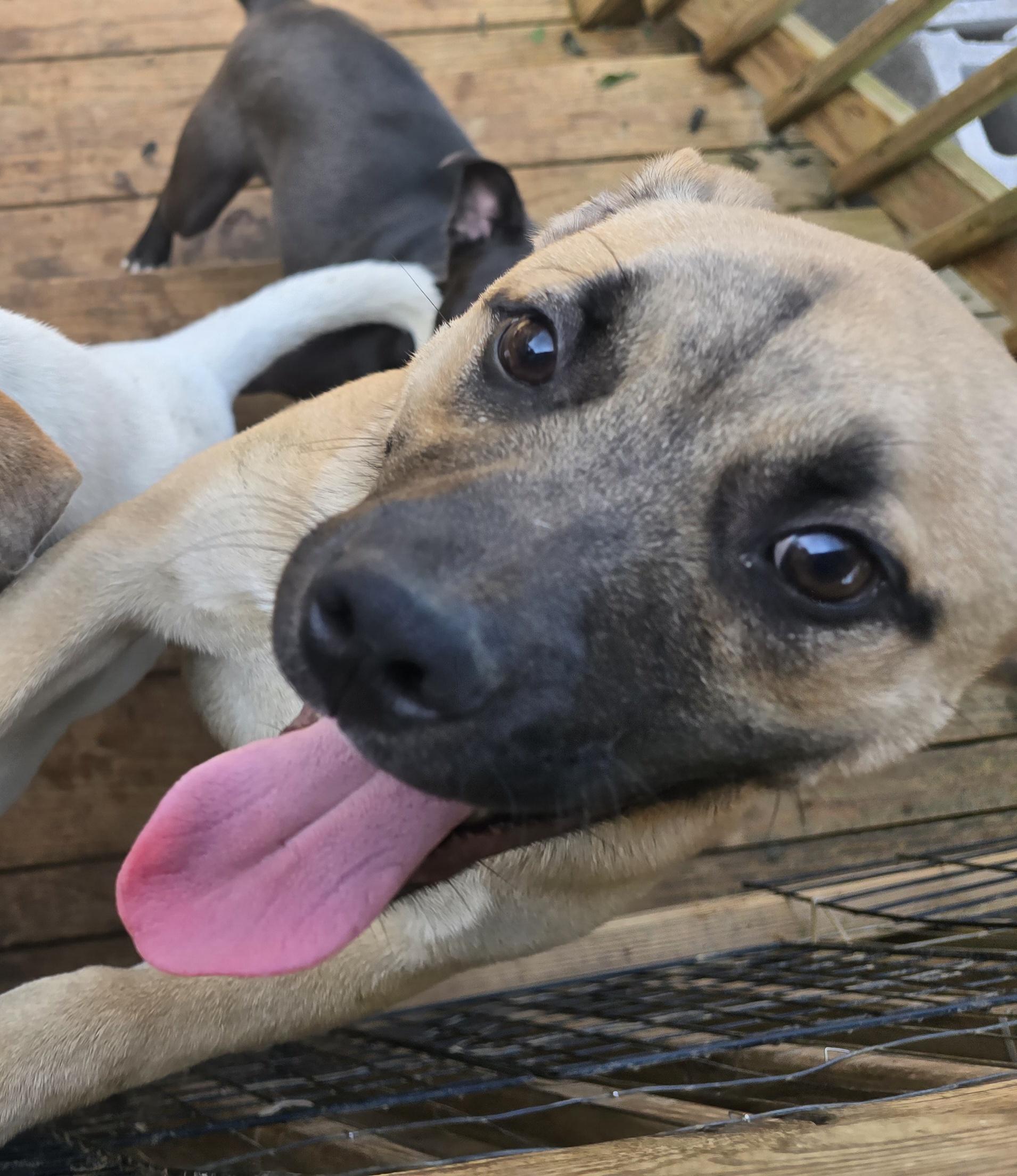 MILES, a Adoptable Shepherd in Athens, AL image 4/4