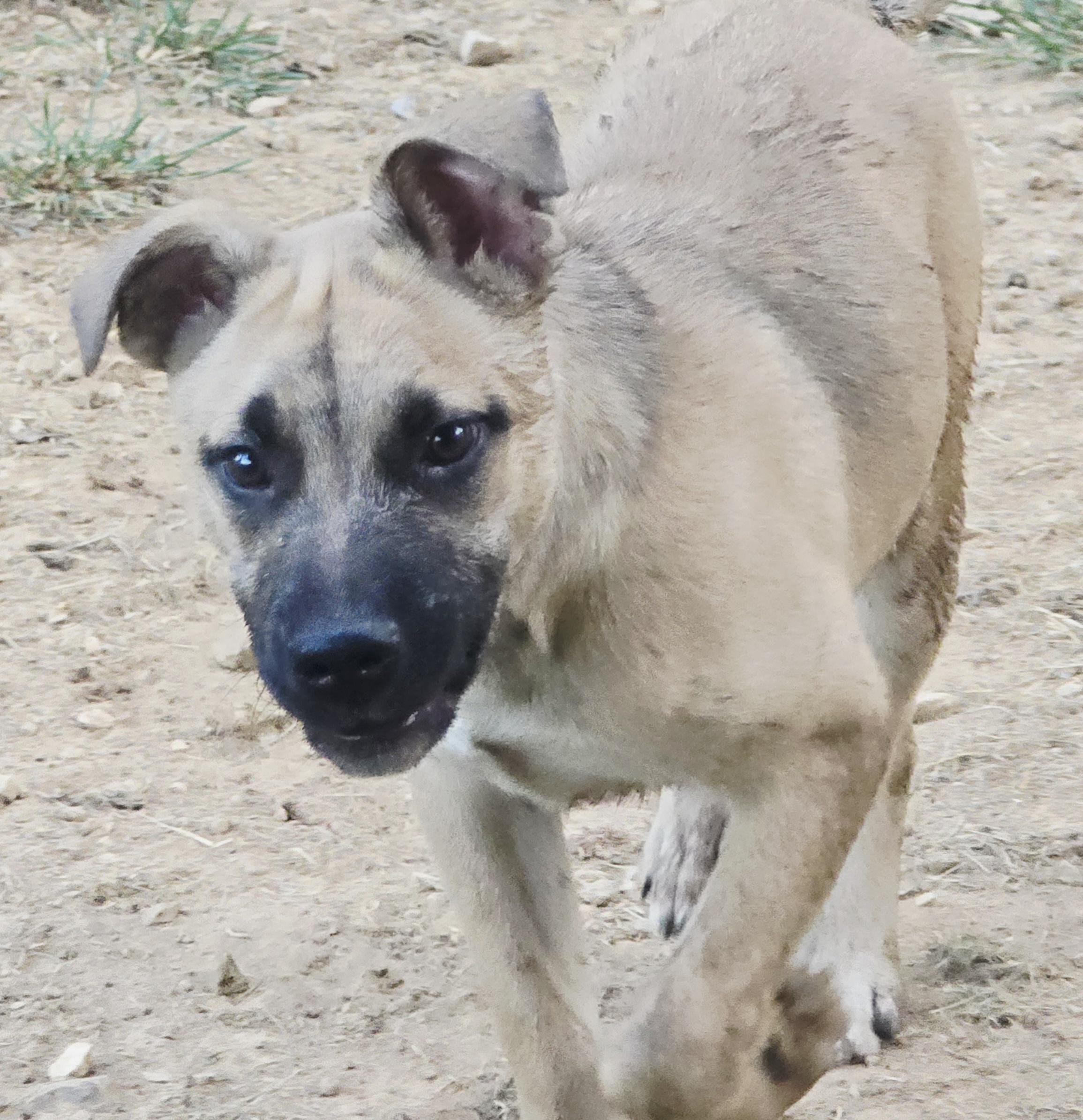 MILES, a Adoptable Shepherd in Athens, AL image 2/4