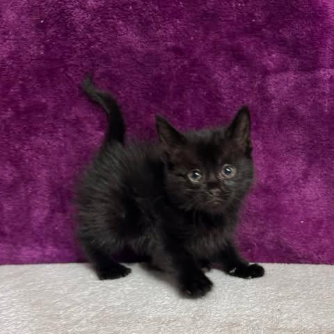 Enlarge Heffalump, a Adoptable Domestic Short Hair in Amarillo, TX image 1/2