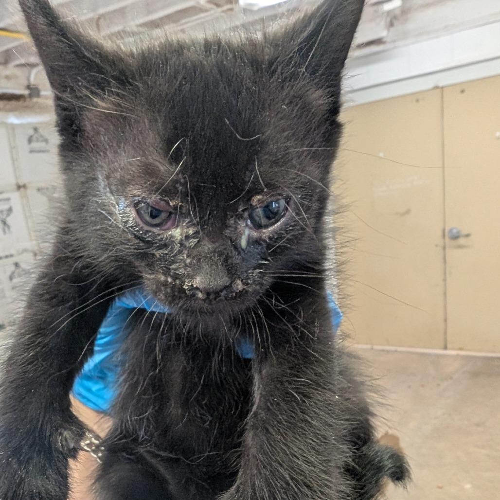 Enlarge Heffalump, a Adoptable Domestic Short Hair in Amarillo, TX image 2/2