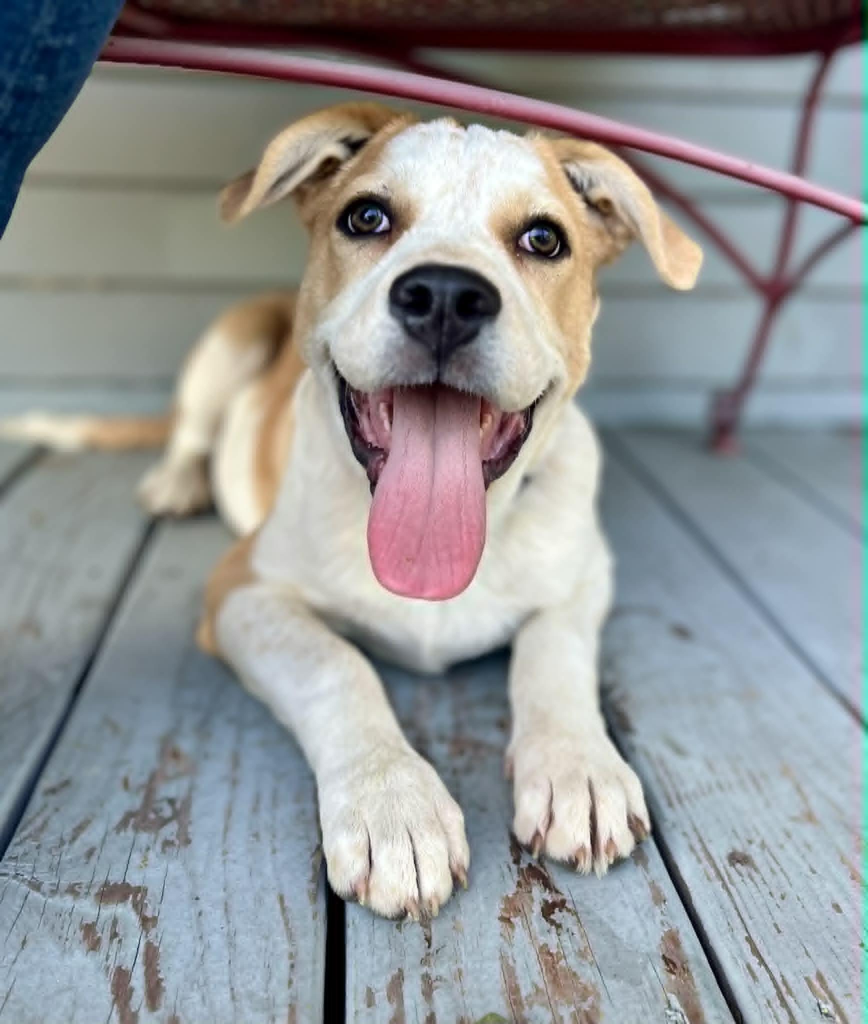 Beethoven, an adopted mixed breed in Knoxville, TN image 3/6