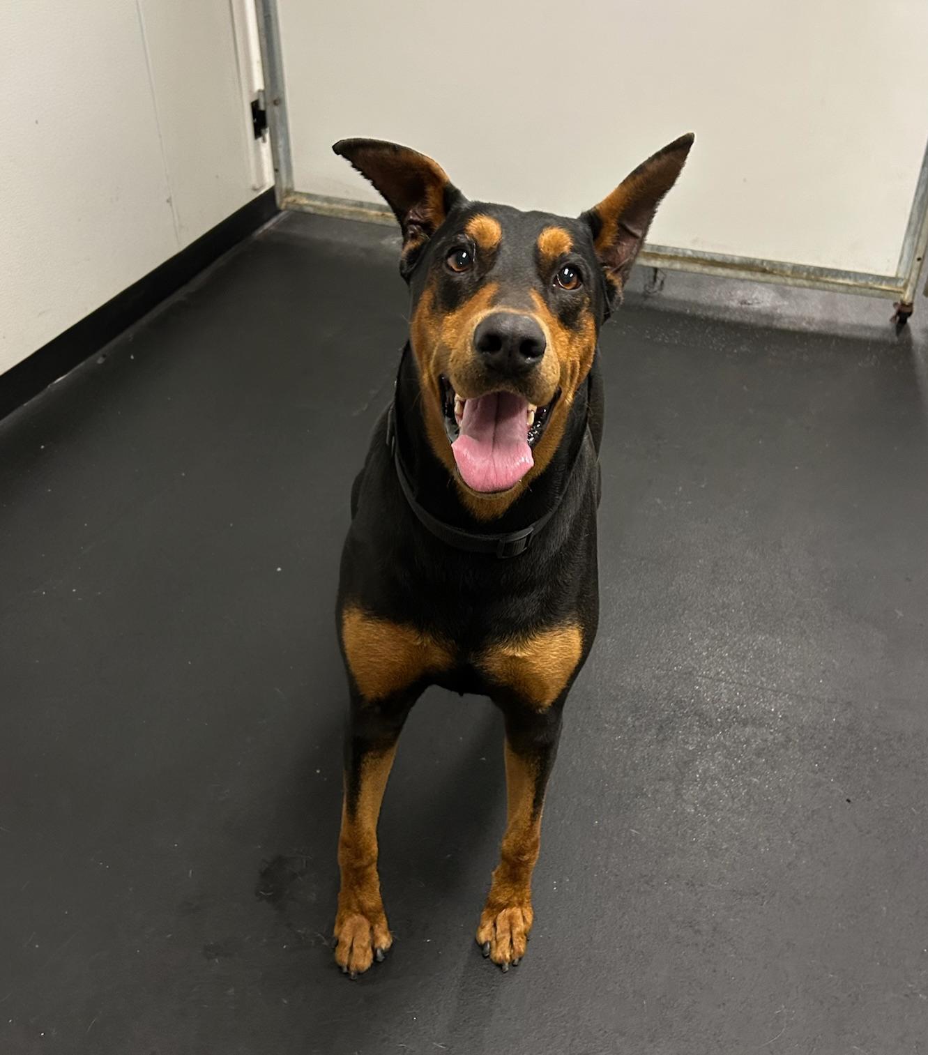 Roy, Adoptable, Adult Male Doberman Pinscher.