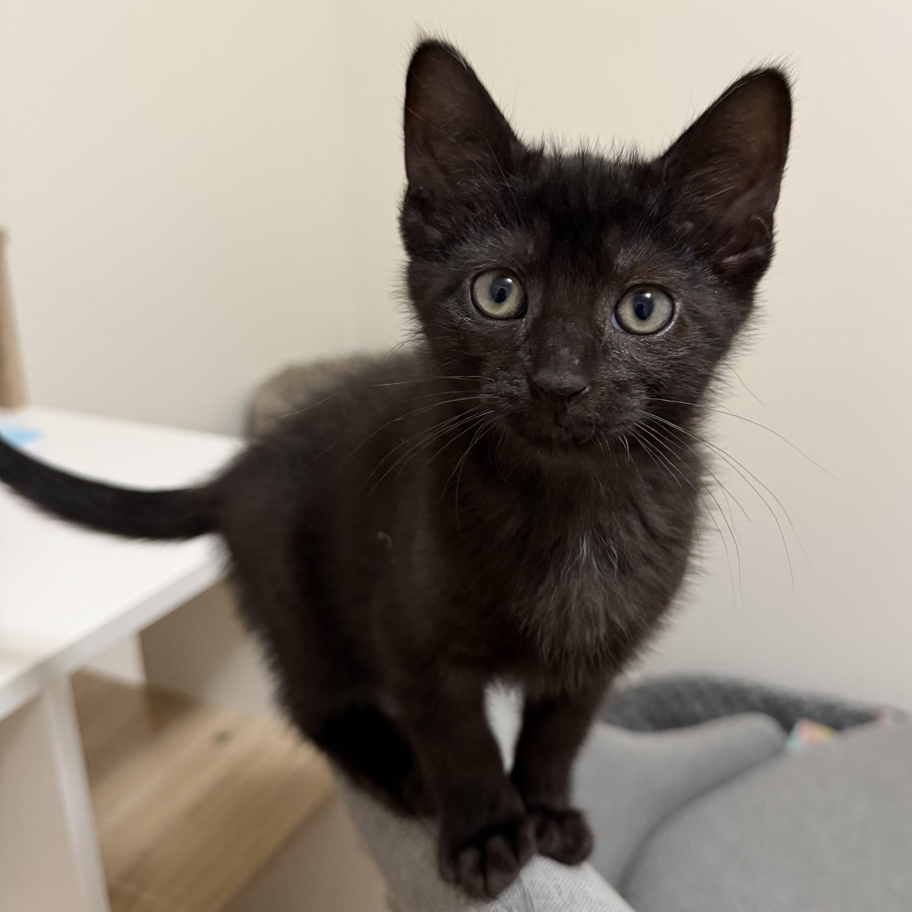 Enlarge Mojito, a ADOPTABLE Domestic Short Hair in Blacksburg, VA image 1/3